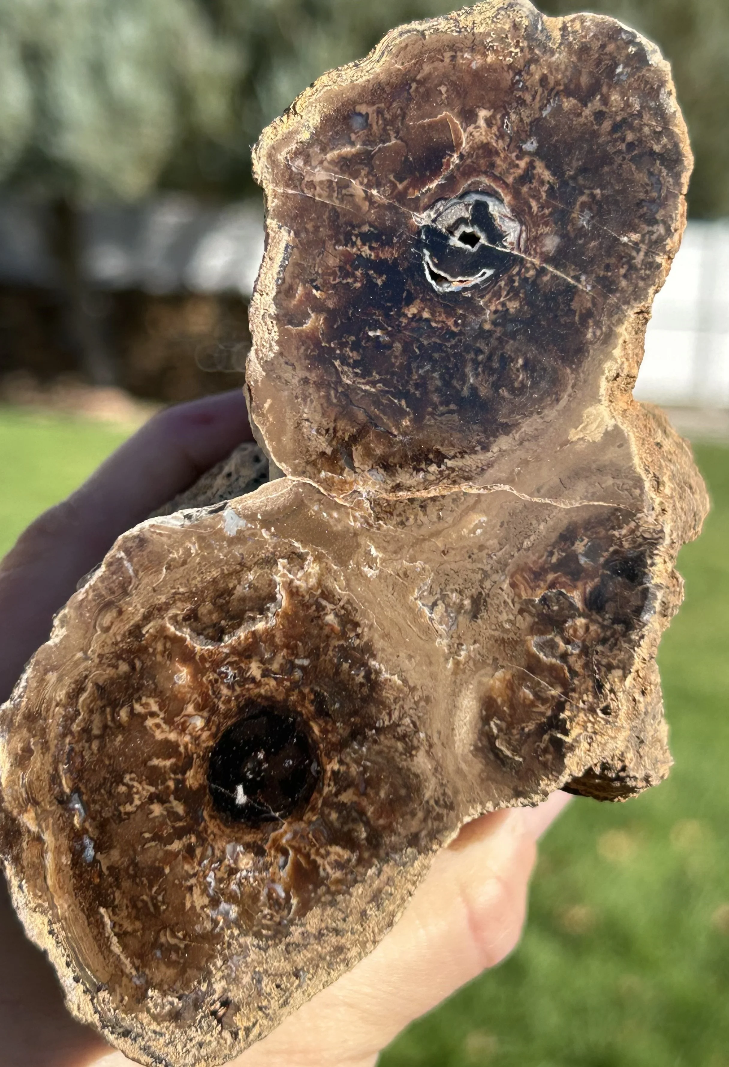 NEW Specimen - Large Polished Carbon County UT Petrified Wood & Angiosperm in Stromatolite
