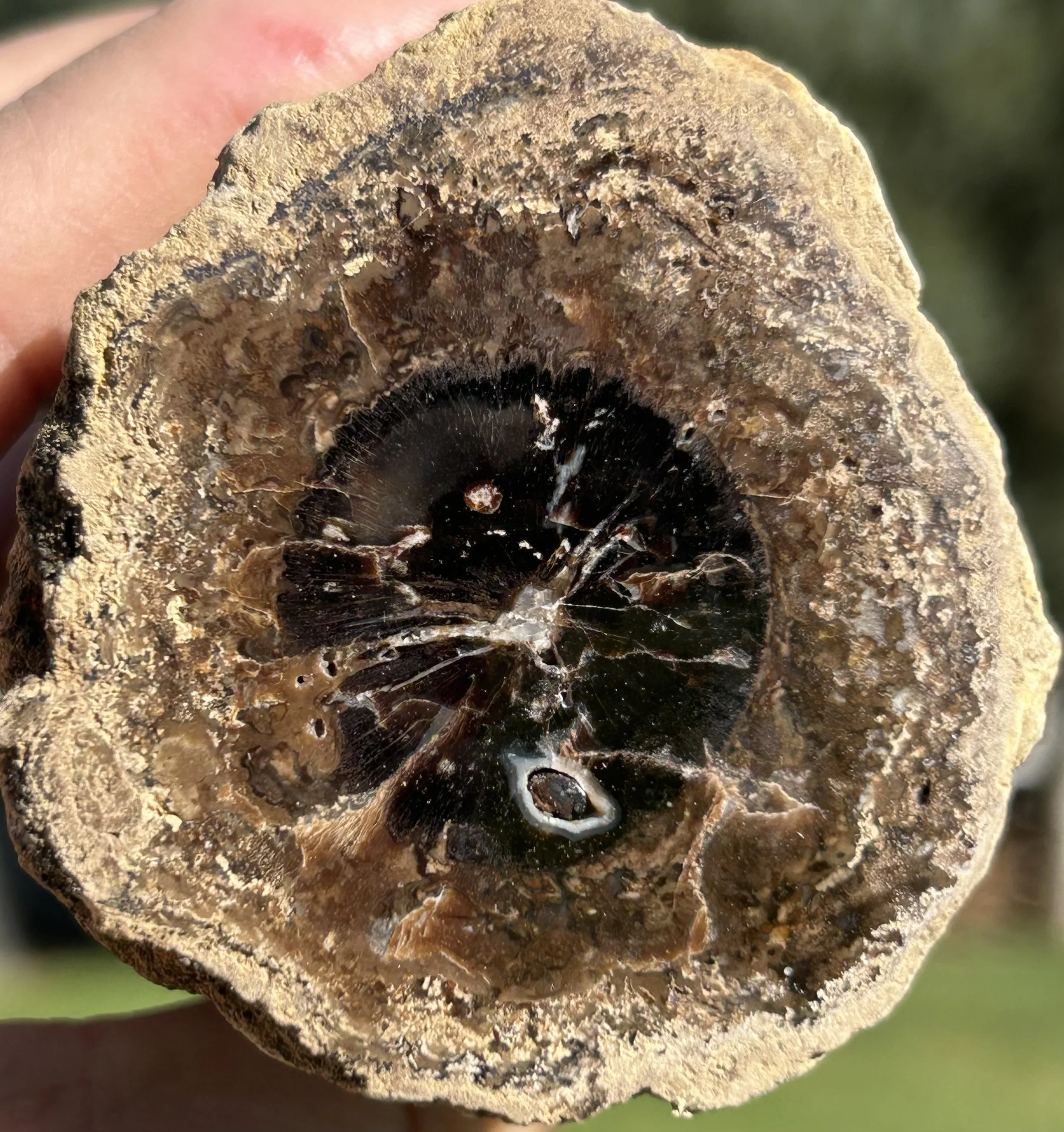 NEW Specimen - Polished Carbon County UT Petrified Wood & Angiosperm in Stromatolite