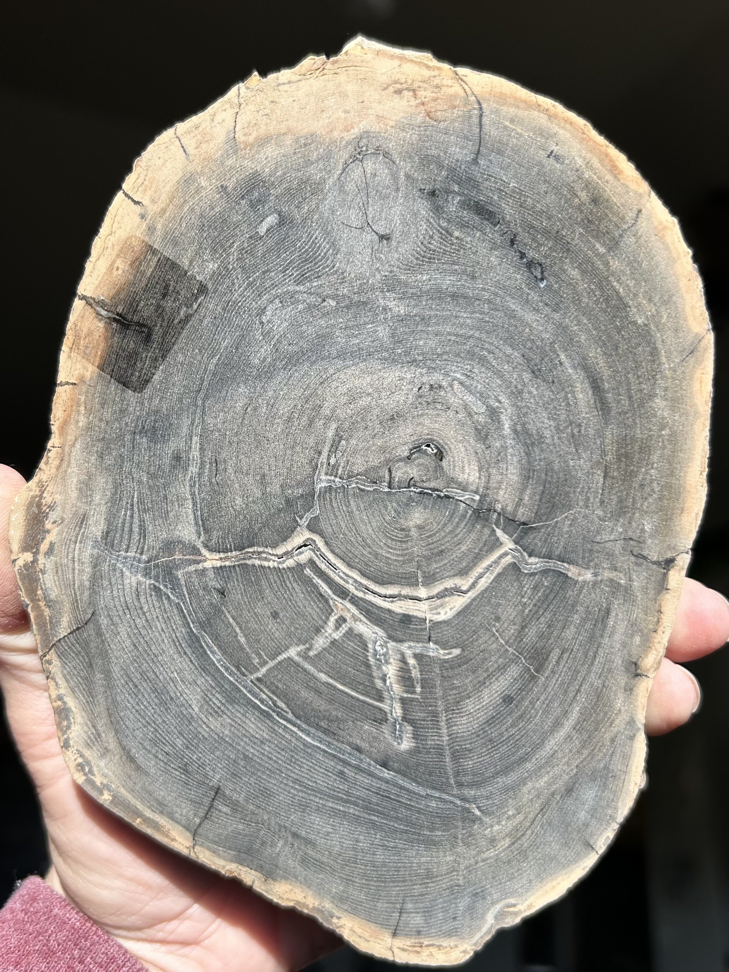 Nice Polished Sweet Home Oregon Petrified Wood 5" Round 25-31 Million Years Old