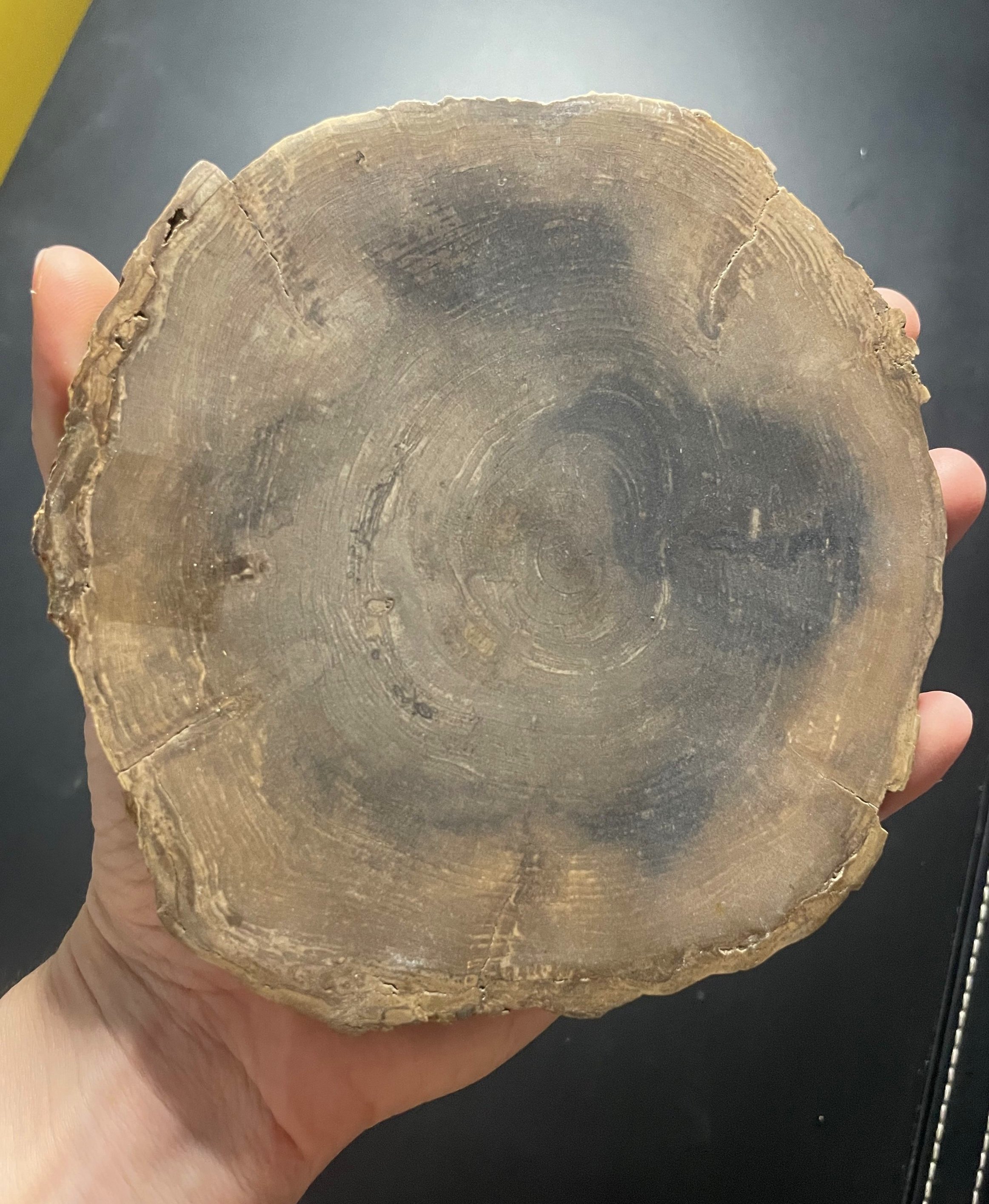 Nice Polished Sweet Home Oregon Petrified Wood 5" Round 25-31 Million Years Old