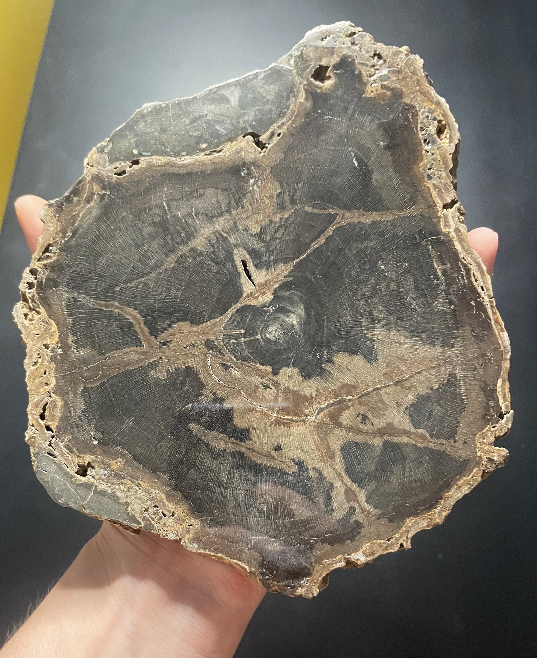 Nice Polished Sweet Home Oregon Petrified Wood 6" Round 25-31 Million Years Old