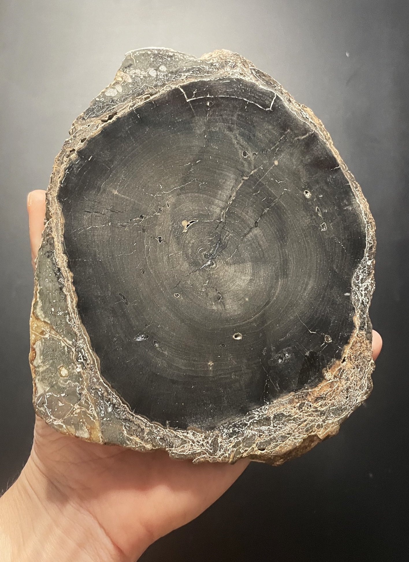 Nice Polished Sweet Home Oregon Petrified Wood 6" Round 25-31 Million Years Old