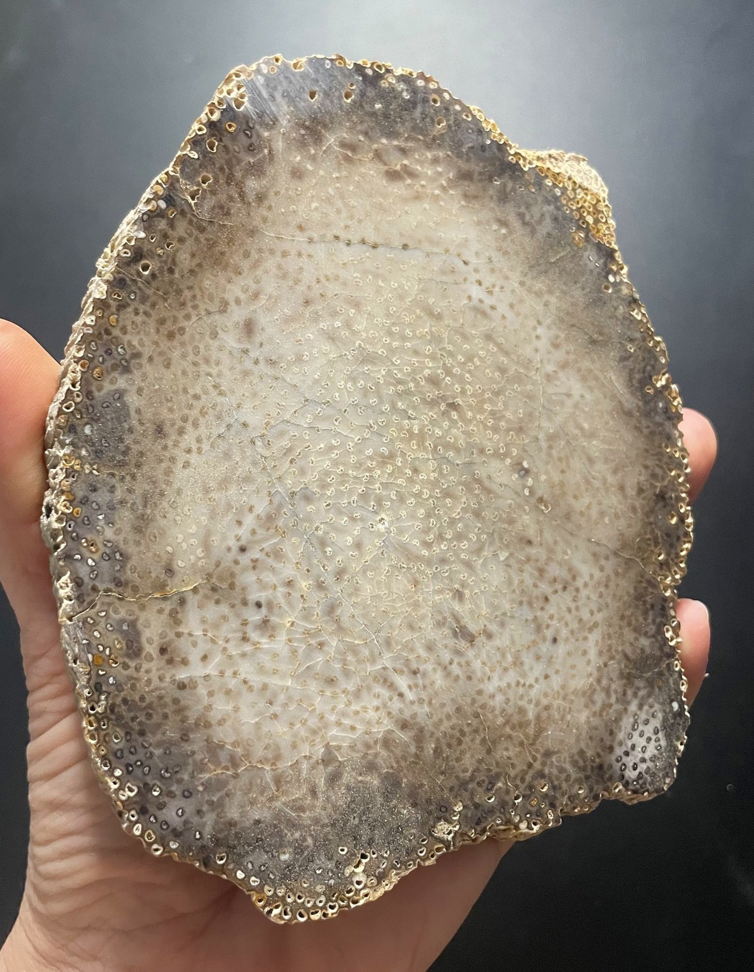 Nice Polished Louisiana 5" Petrified Palm Wood Round
