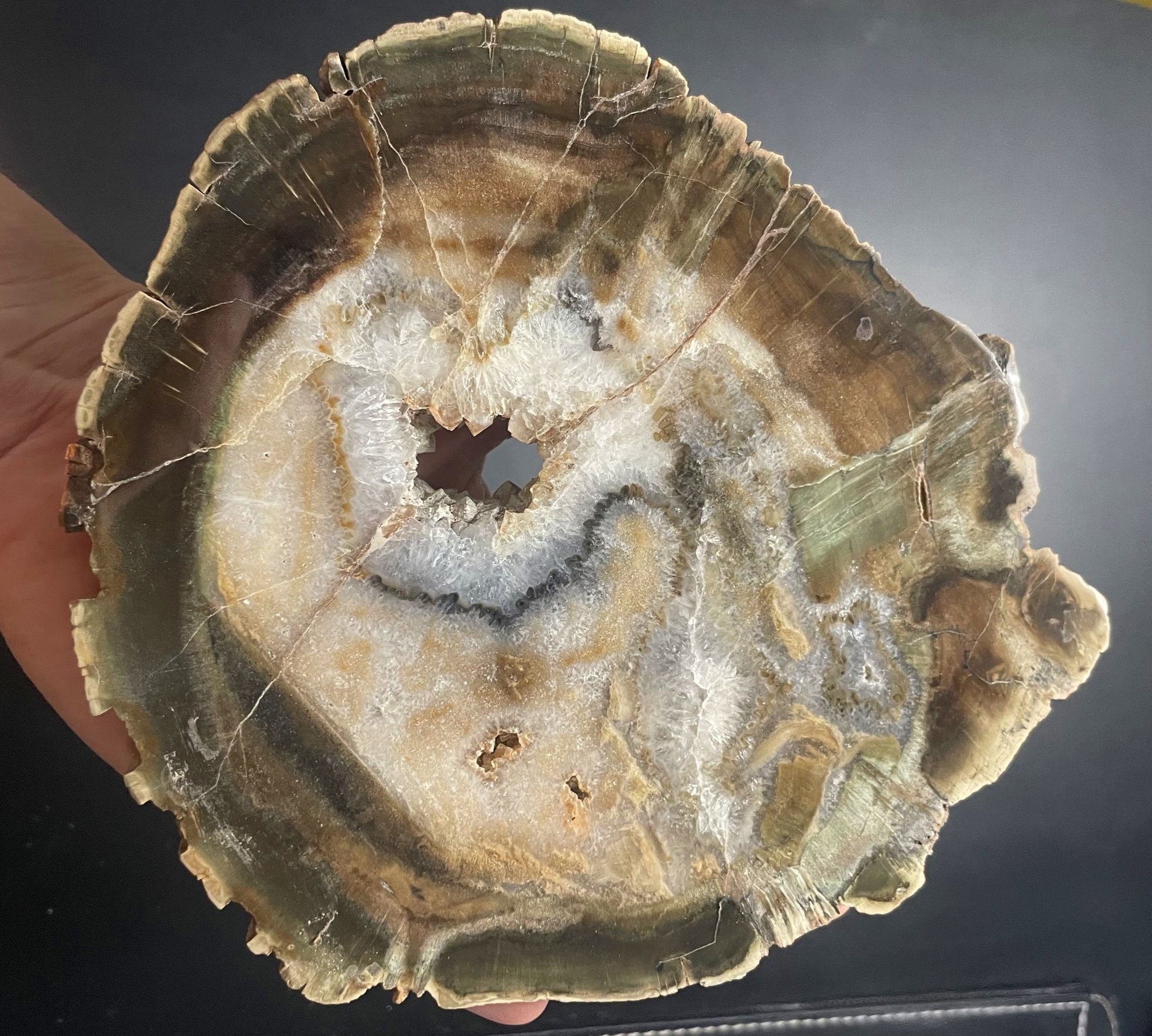 Beautiful Polished Zimbabwe 7x6" Petrified Wood Round 1.4Lb- Crystallized Agatized Wood