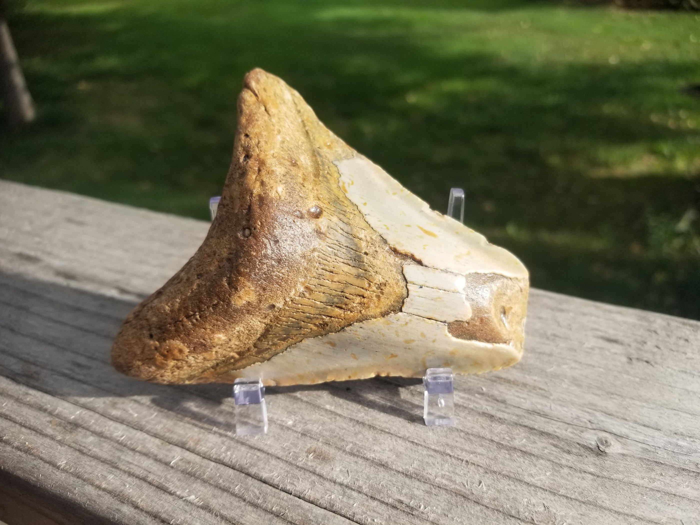 Beautiful 3.5" Megalodon Tooth Fossil Natural East Coast U.S.