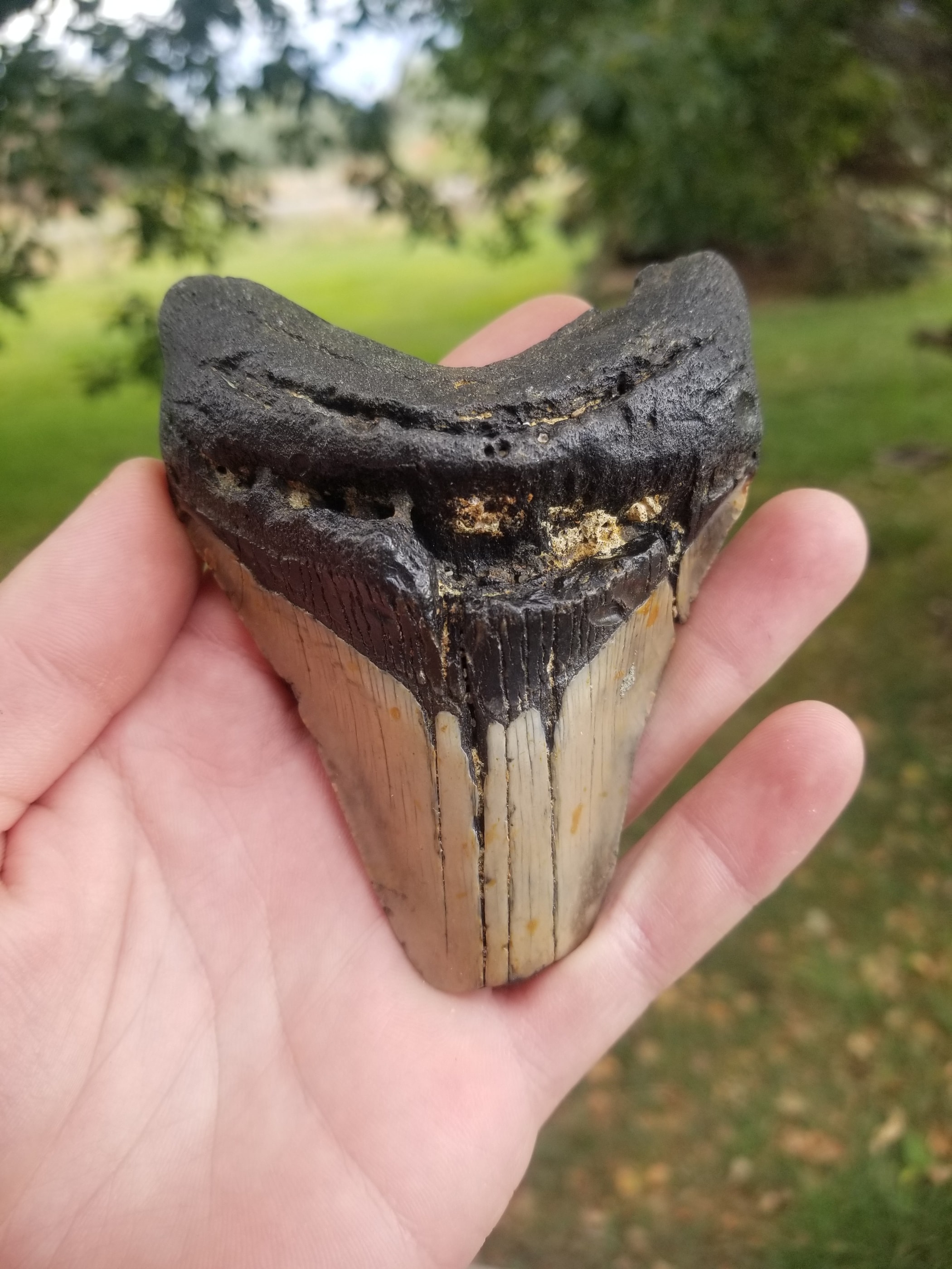 Beautiful 3.5" Megalodon Tooth Fossil Natural East Coast U.S.