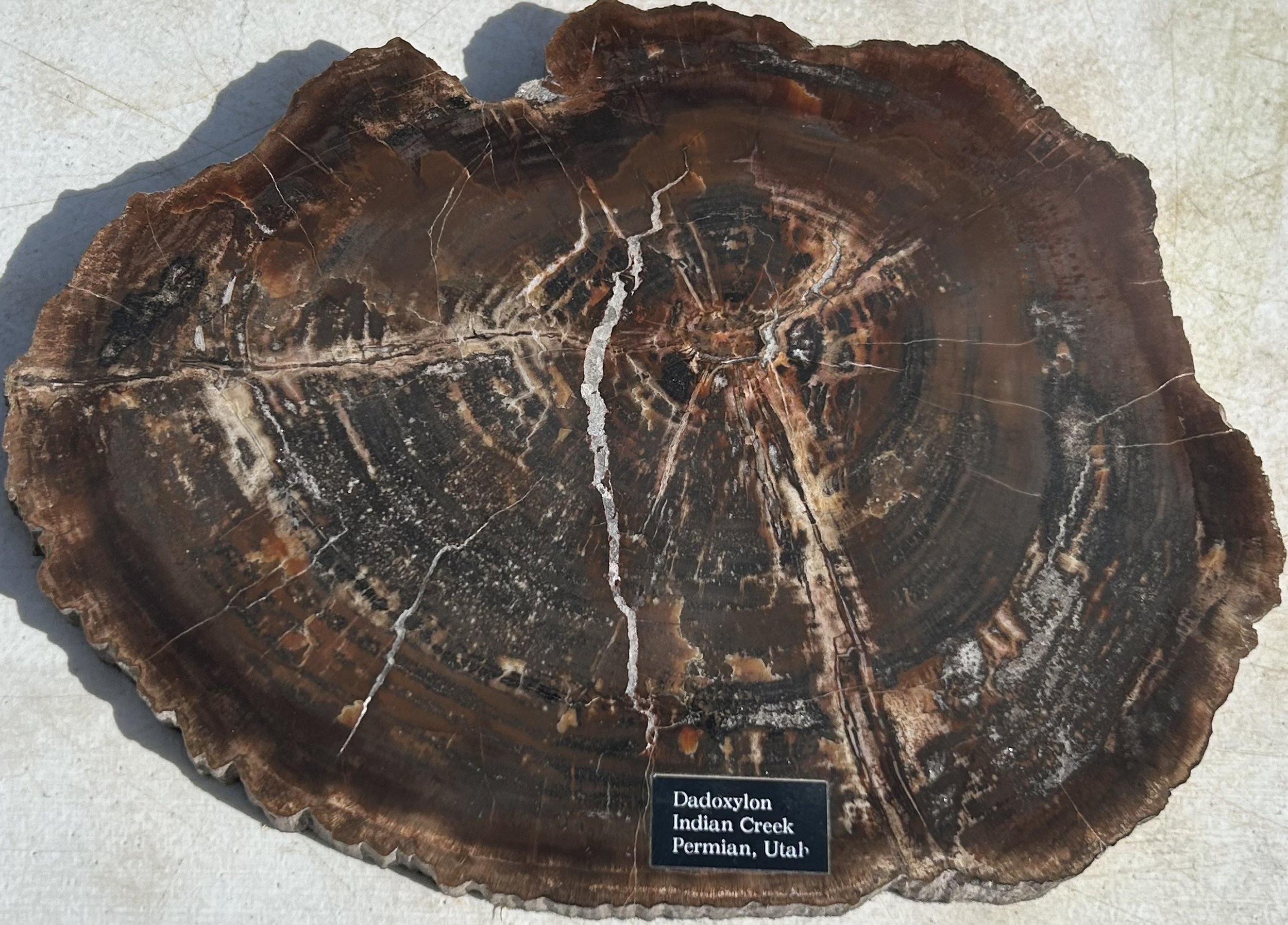 Beautiful Large Polished Indian Creek Petrified Wood Round - Utah Petrified Dadoxylon Wood Permian