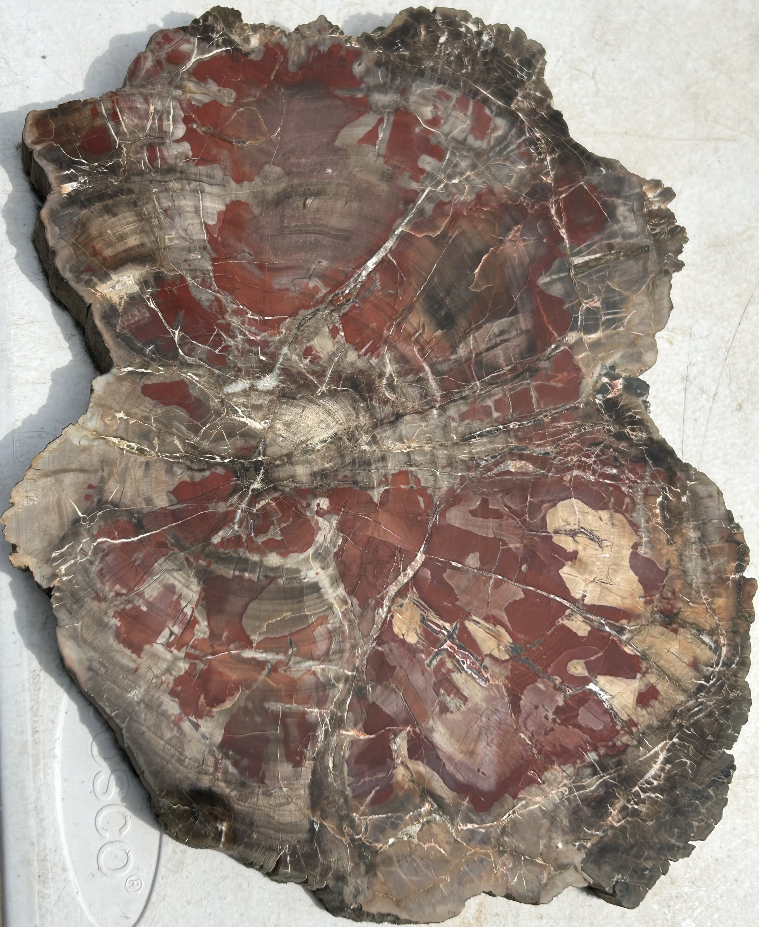 Beautiful Large Polished Boulder Mountain UT Petrified Wood Round 11x8" 3Lb