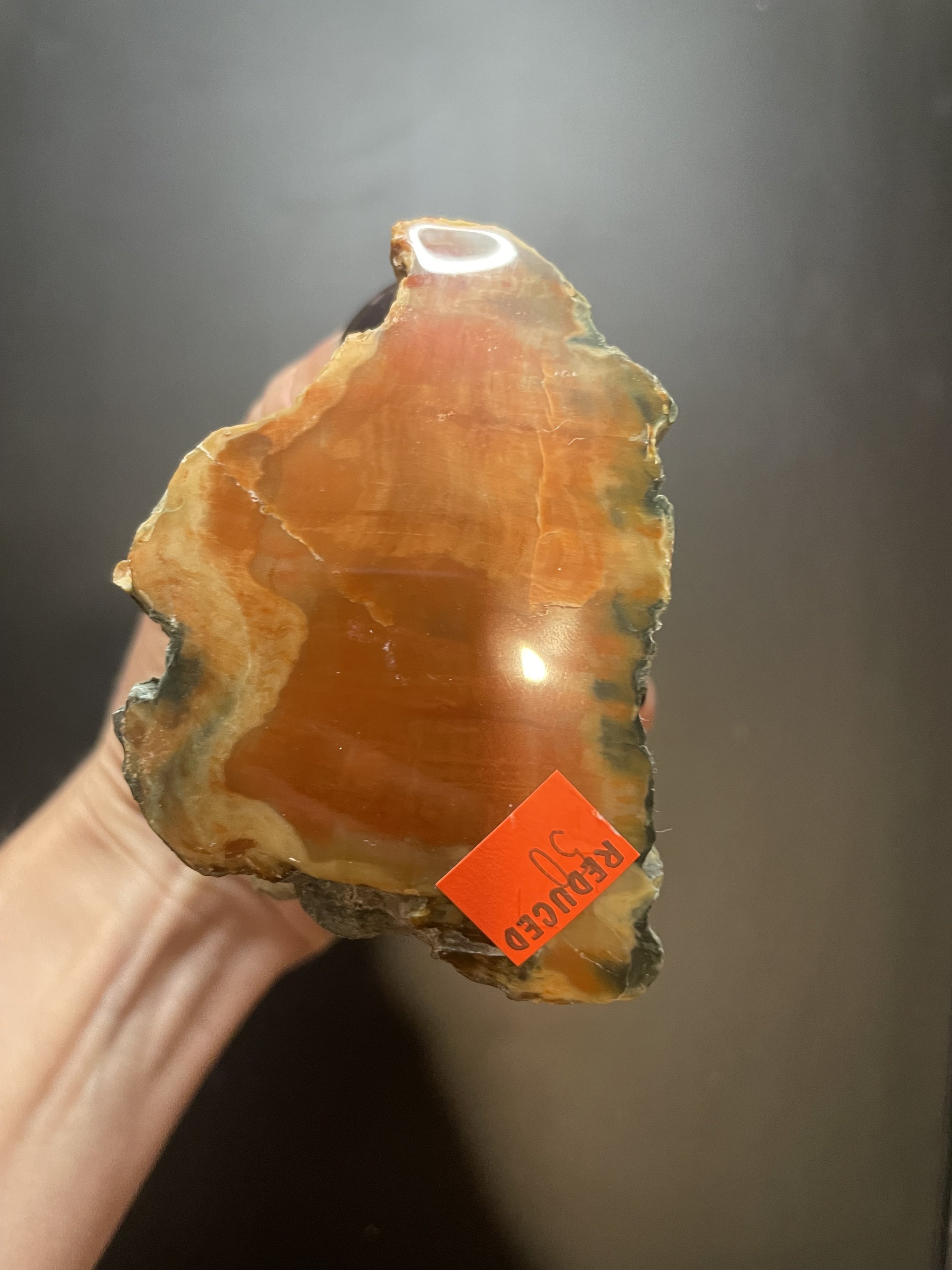 Nice Polished Red Henry Mountains Petrified Wood Limb - Jurassic Era, Southern UT