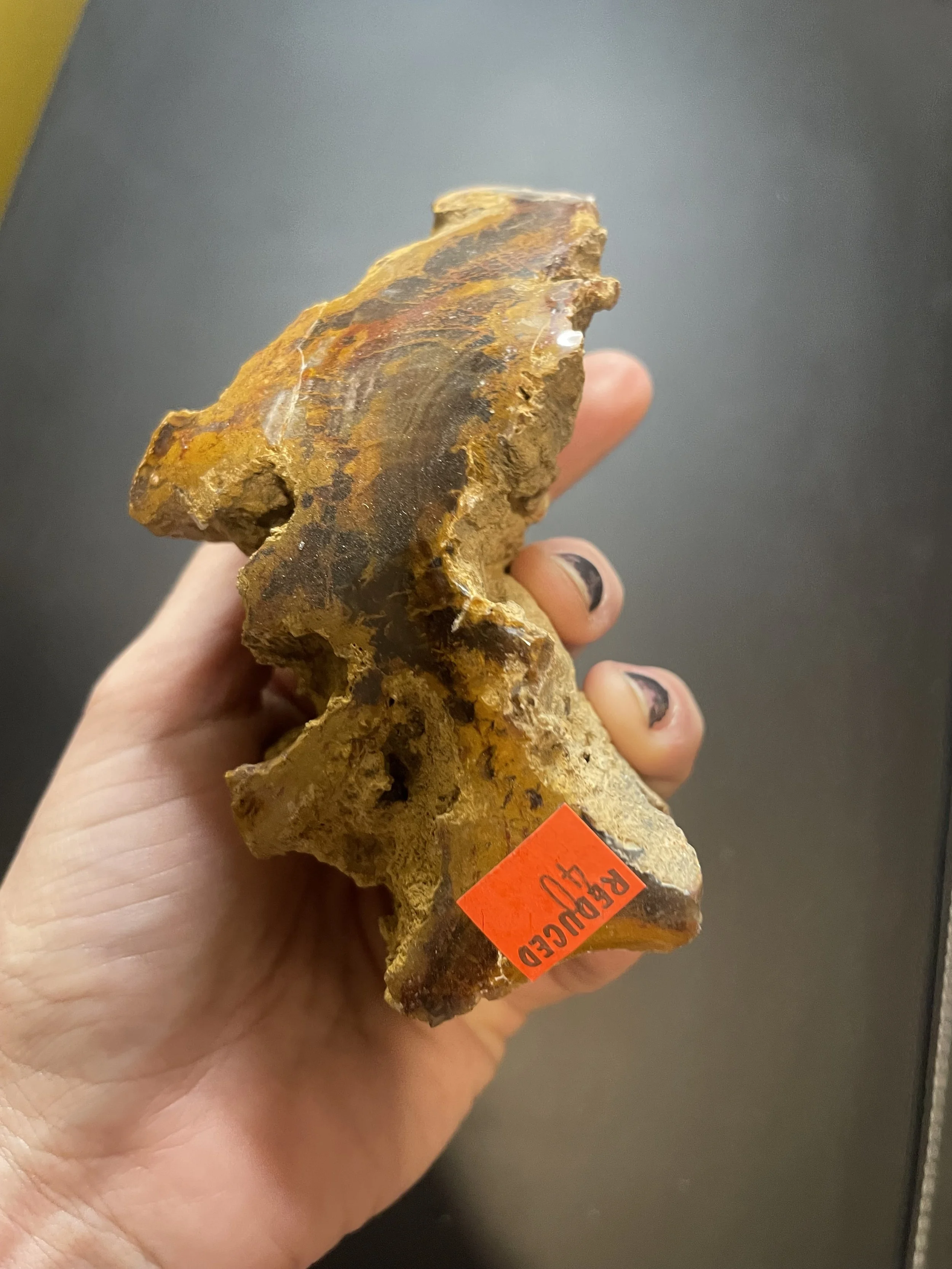Nice Polished Henry Mountains Petrified Wood Specimen Live Edge- Jurassic, Southern UT