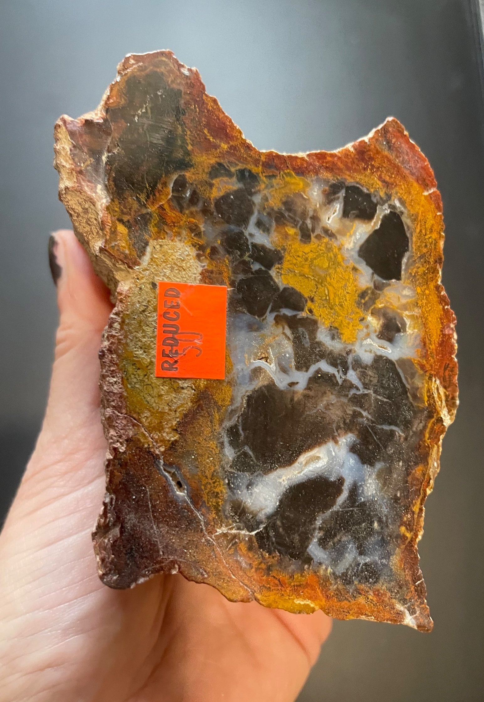 Nice Polished Henry Mountains Petrified Wood Specimen - Morrison Form, Southern UT