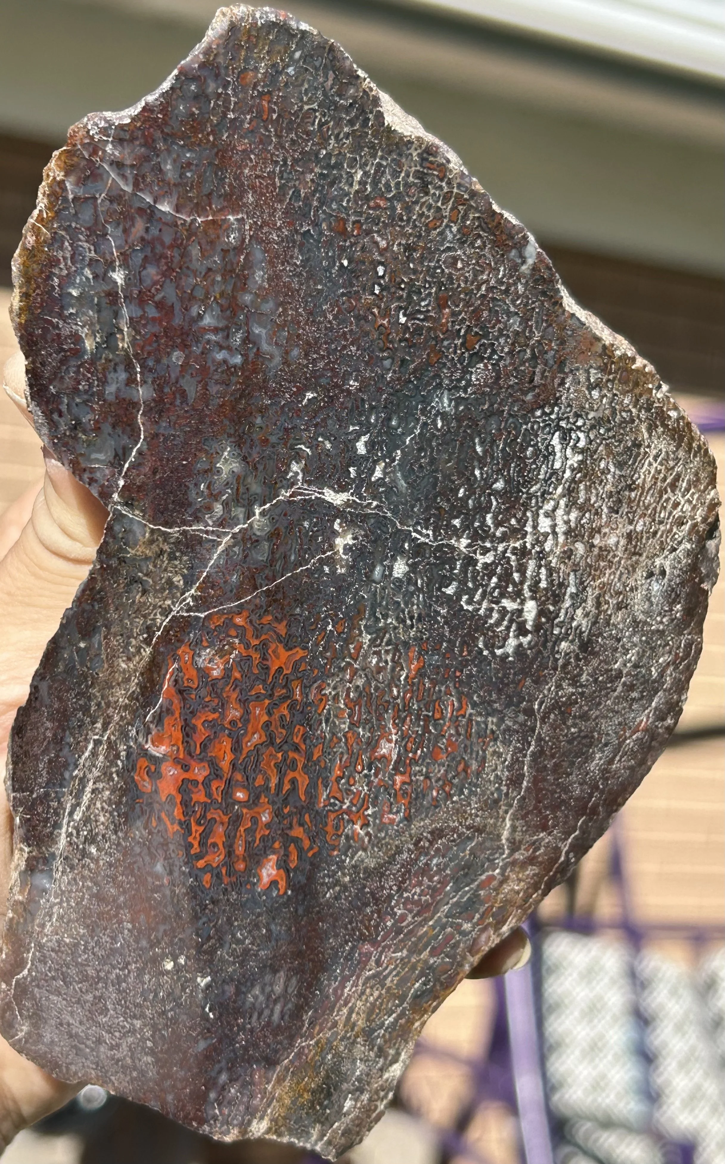 Nice Unique Polished Multicolor Jurassic Dinosaur Gem Bone Agatized Dino Bone Specimen