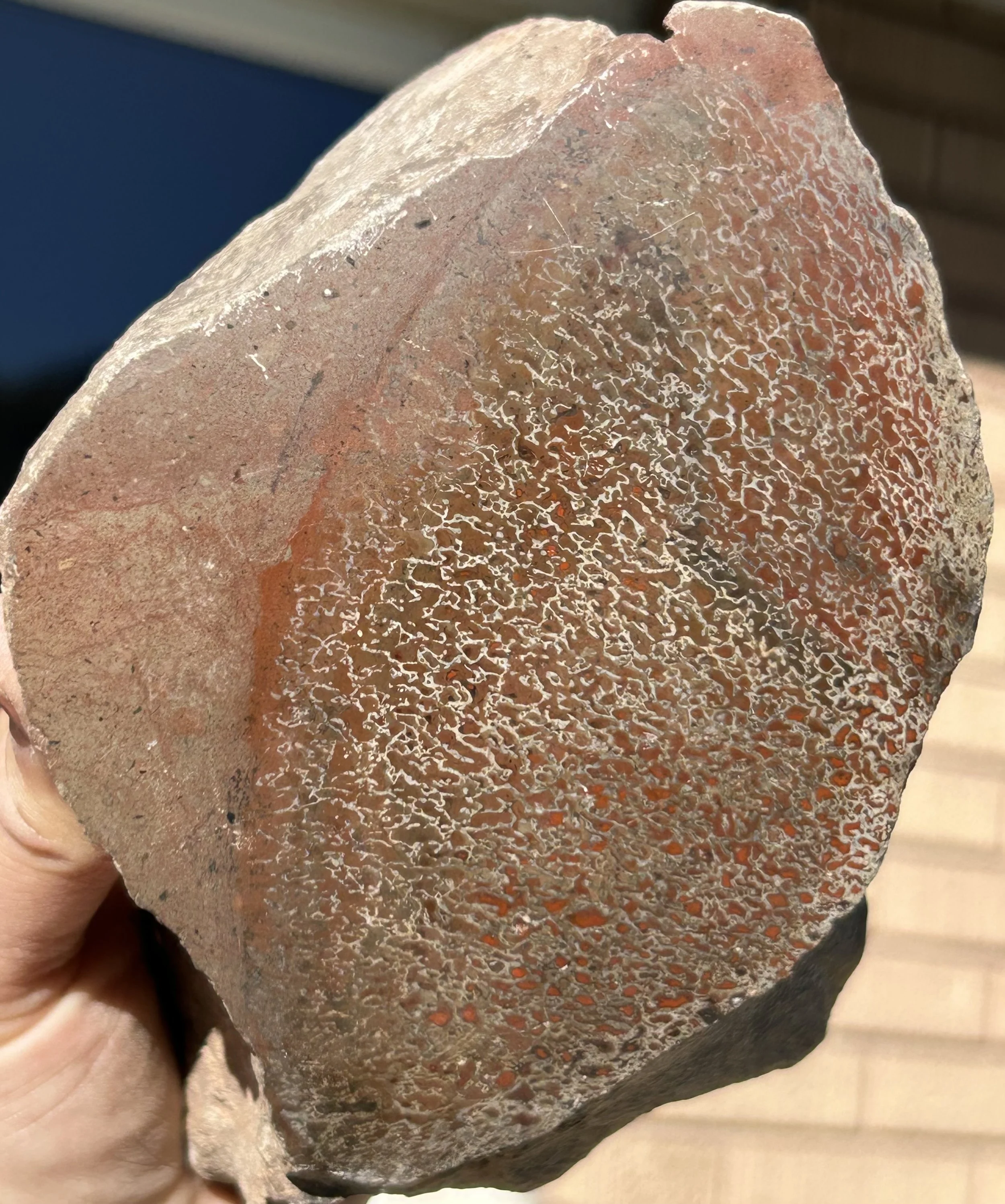 Beautiful Large Cell Polished Dinosaur Gem Bone Specimen - Agatized Dino Bone Jurassic 3LB