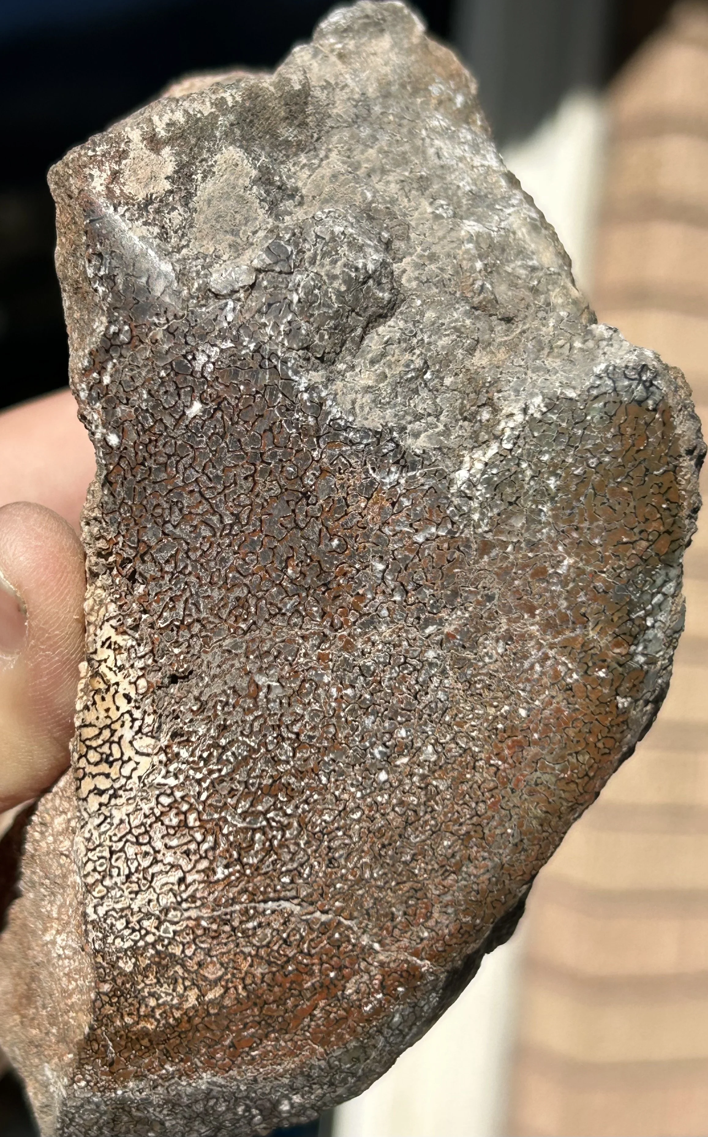 Beautiful Polished Rainbow Dinosaur Gem Bone specimen - Agatized Dino Bone Jurassic