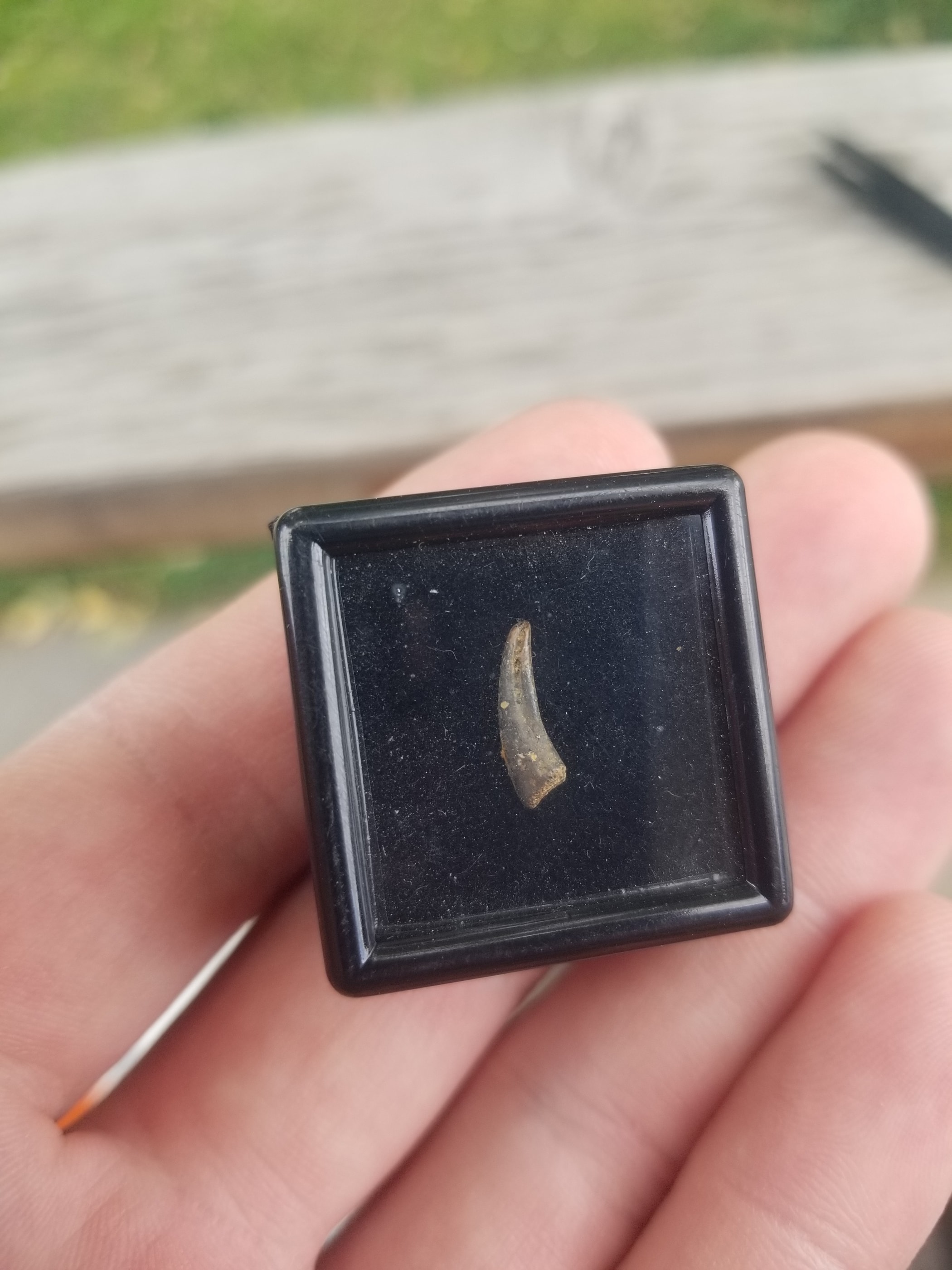 Unidentified Raptor Dromaeosaurid Claw Fossil Specimen Hell Creek MT