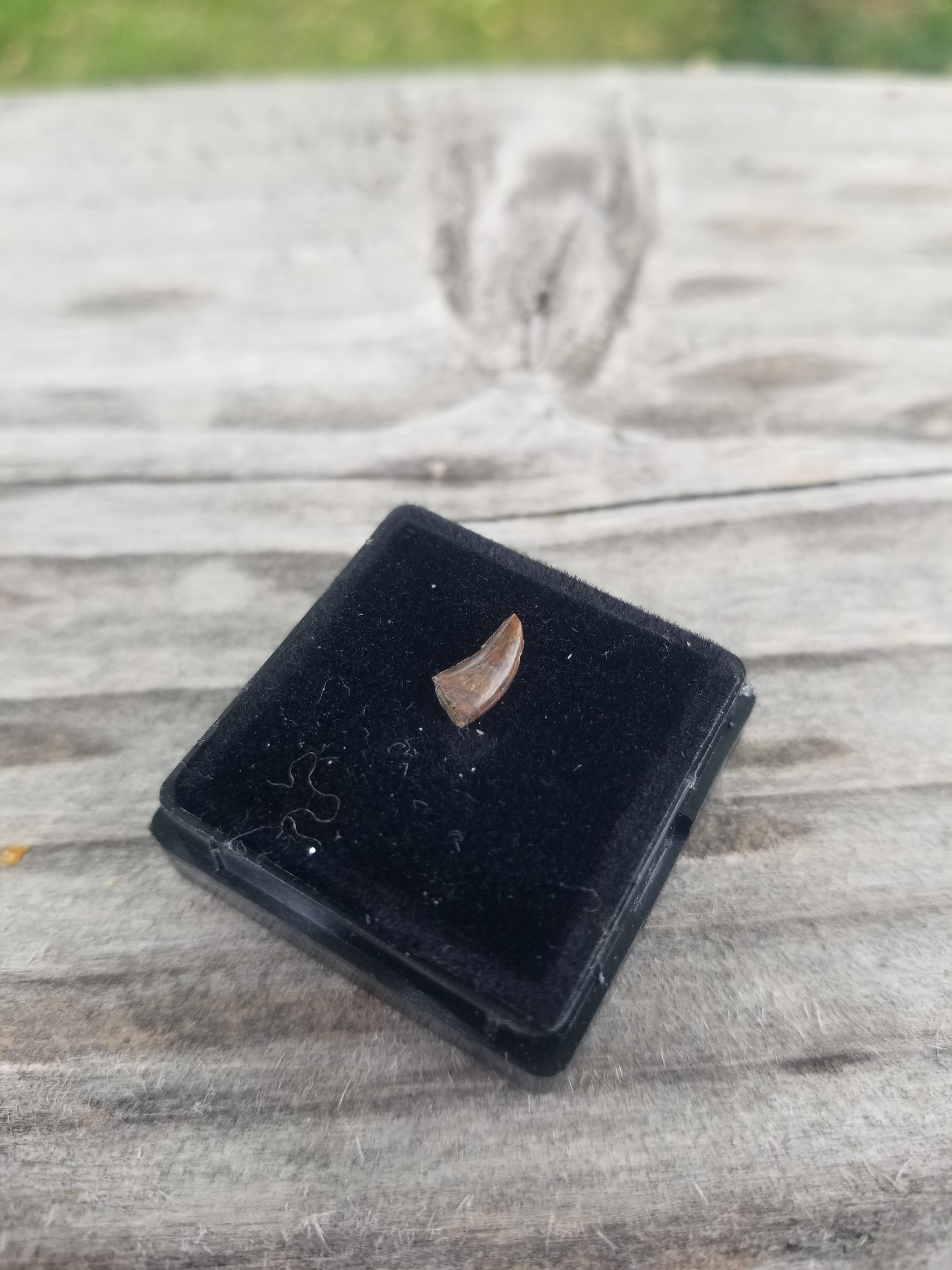 Acheroraptor Dromaeosaurid Tooth Fossil Specimen Hell Creek MT