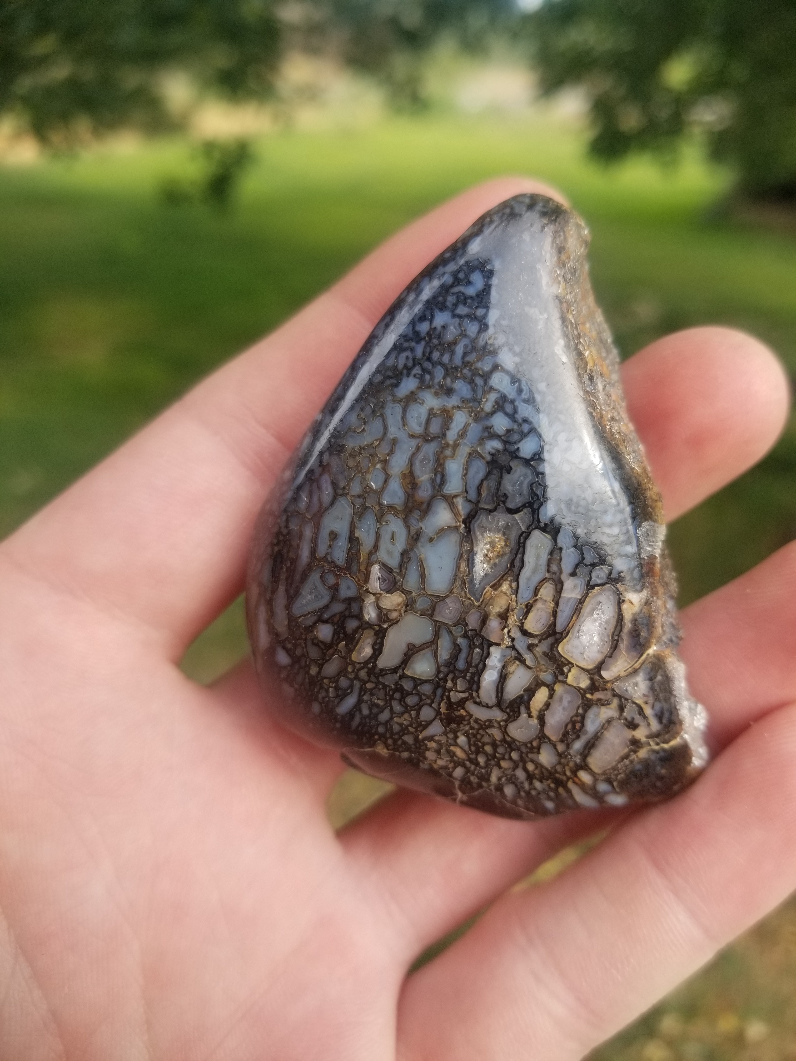 Amazing Rare Polished Large Cell Fortification Agatized Jurassic Dinosaur Gem Bone End Specimen Fluorescent Translucent Dark Webbing 88g