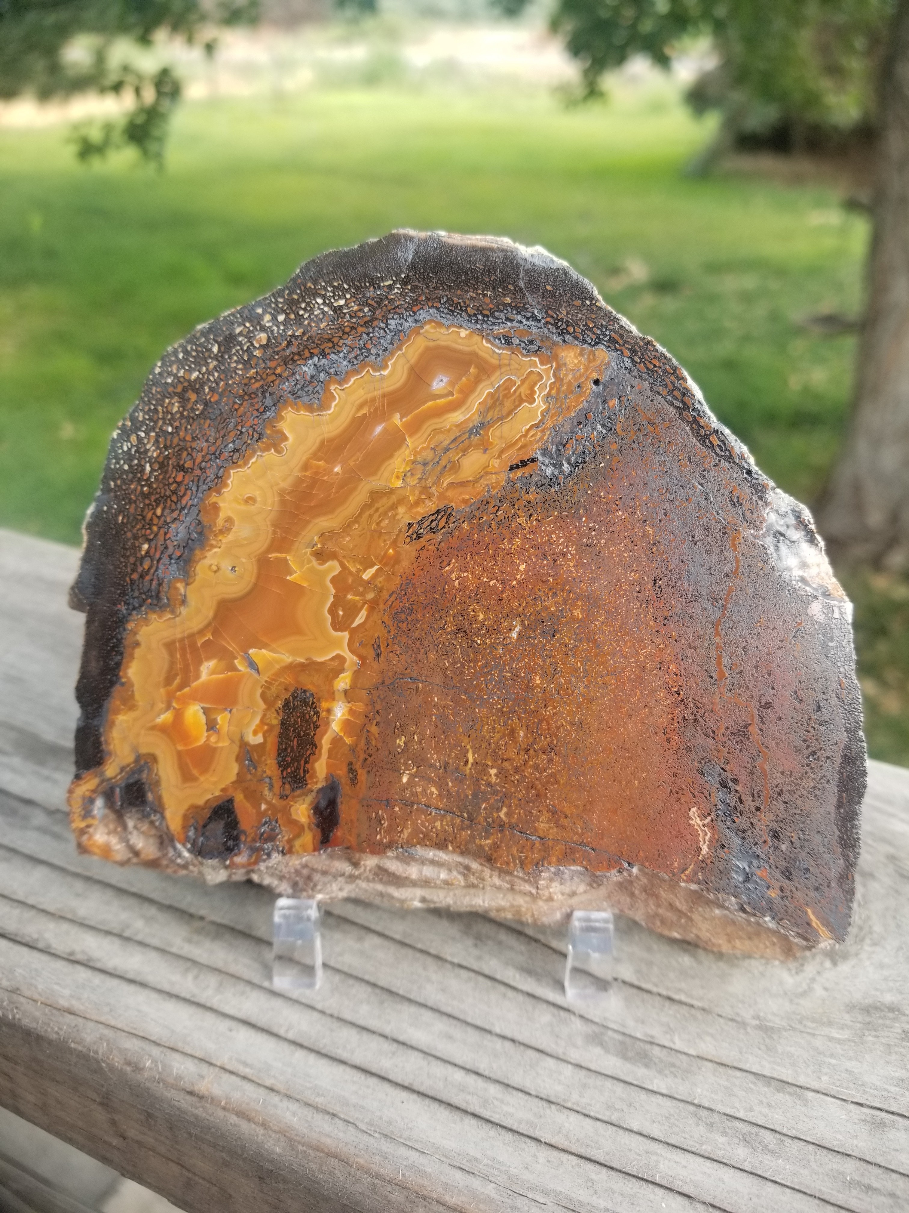 Amazing Unique Polished Rainbow Cell Agatized Jurassic Dinosaur Gem Bone Thick Slab Pastels Large Fortification 467g
