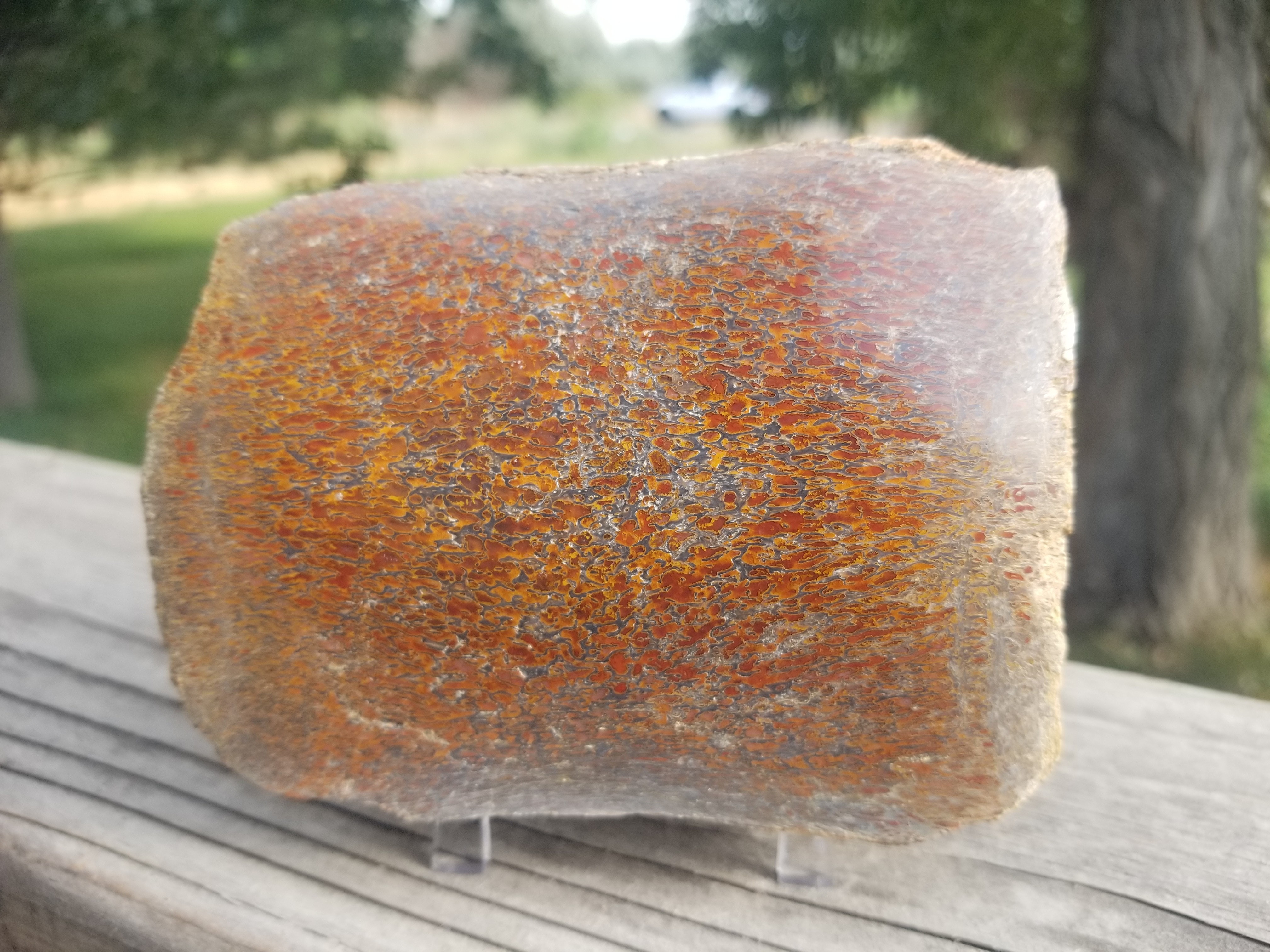 Great Unique Freeform Polished Intricate Cell Multicolor Agatized Jurassic Dinosaur Gem Bone Dark Webbing Pastels 1.5Lb