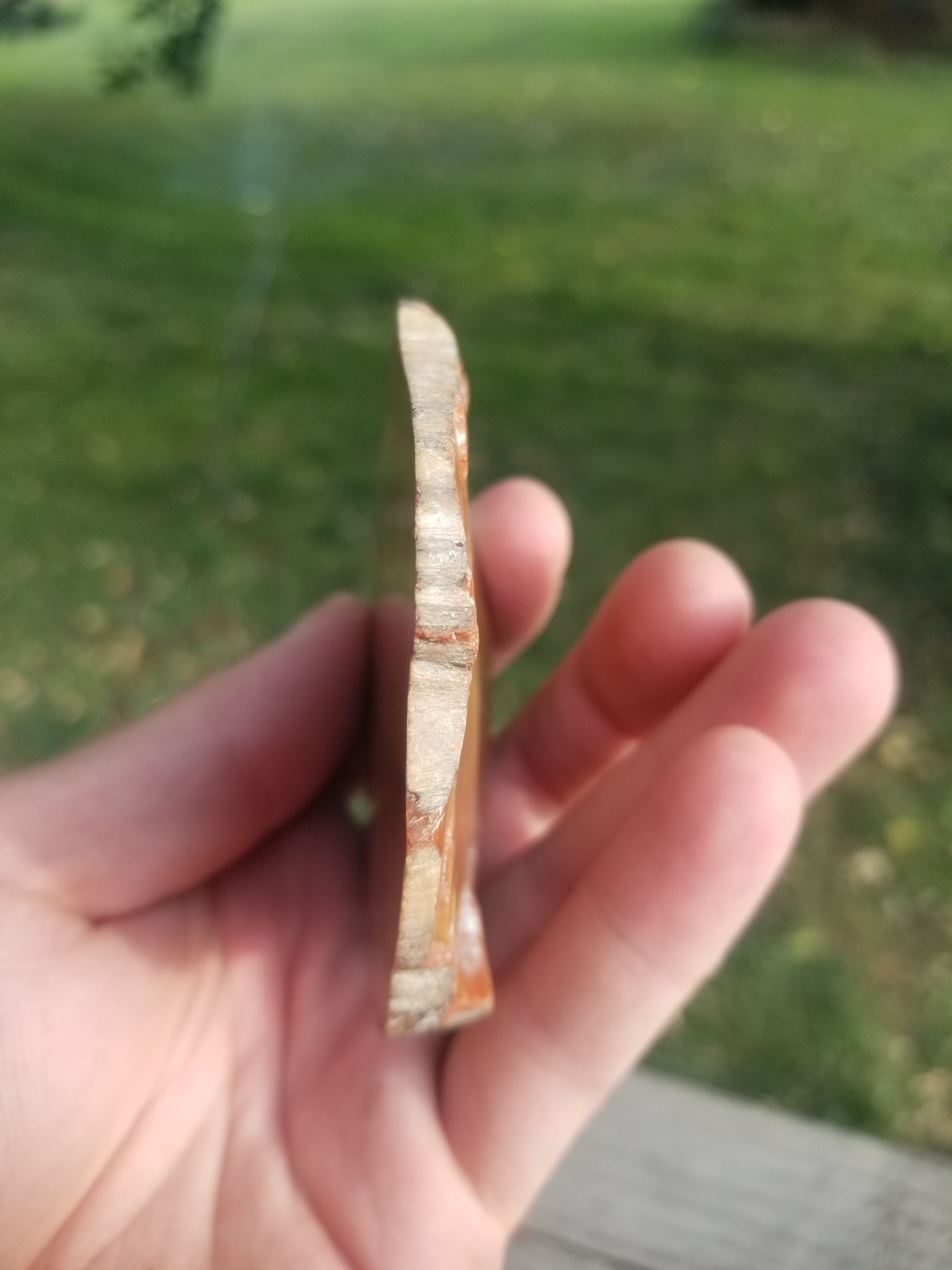 Nice Polished Arizona Petrified Rainbow Wood Limb Round Endcut Late Triassic