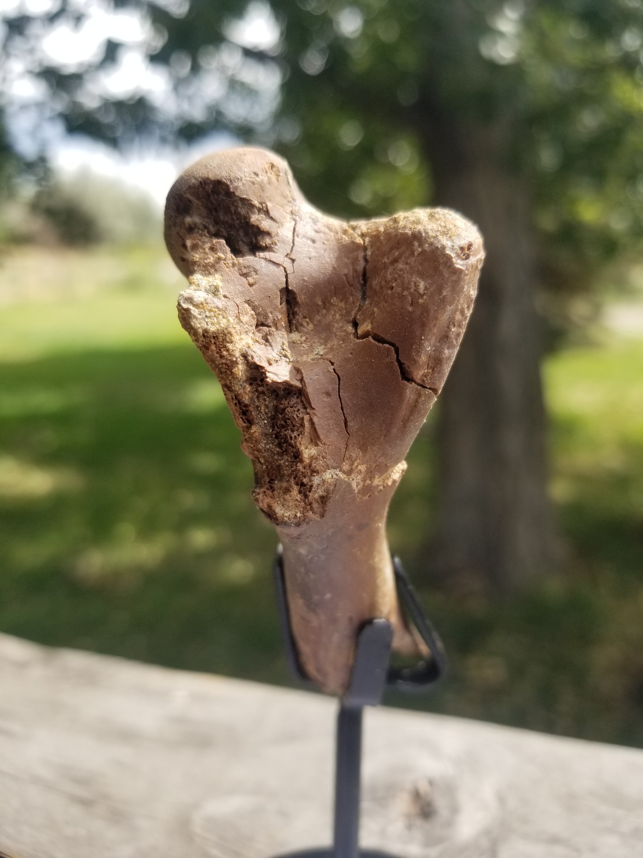 Awesome Large Crocodile Braincase Fossil Specimen Defined Cretaceous Hell Creek MT