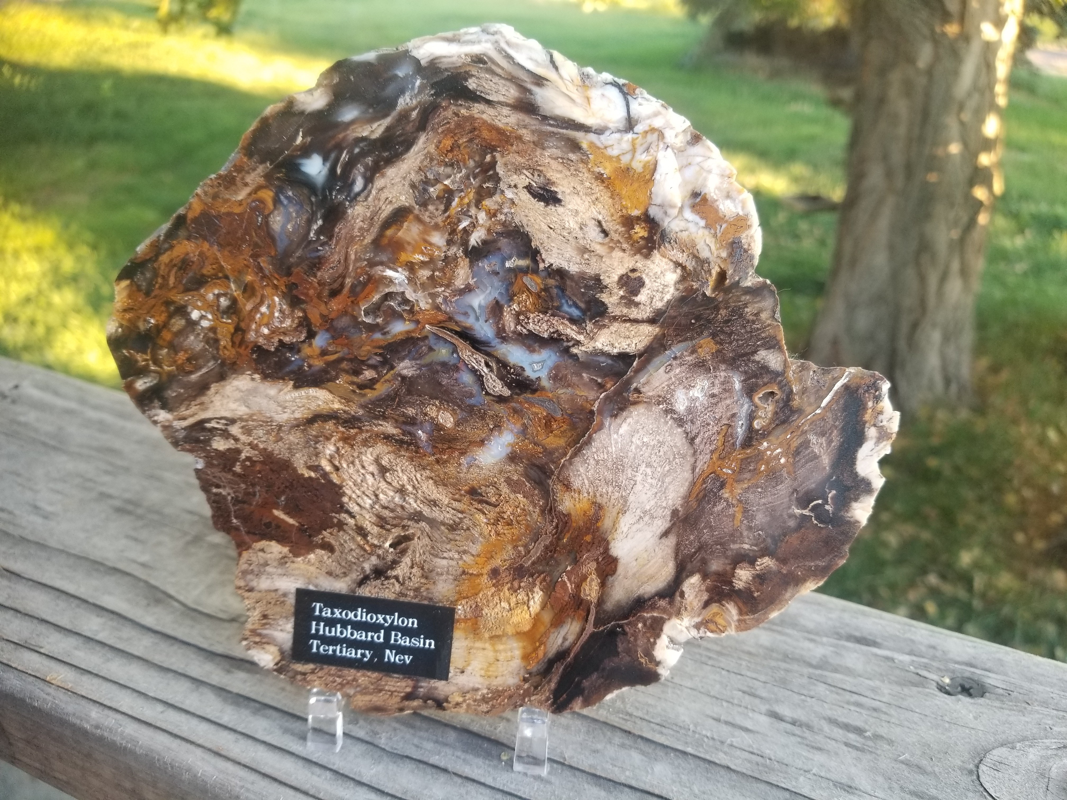 Beautiful 6" Round Hubbard Basin Polished Petrified Wood Display Miocene NV