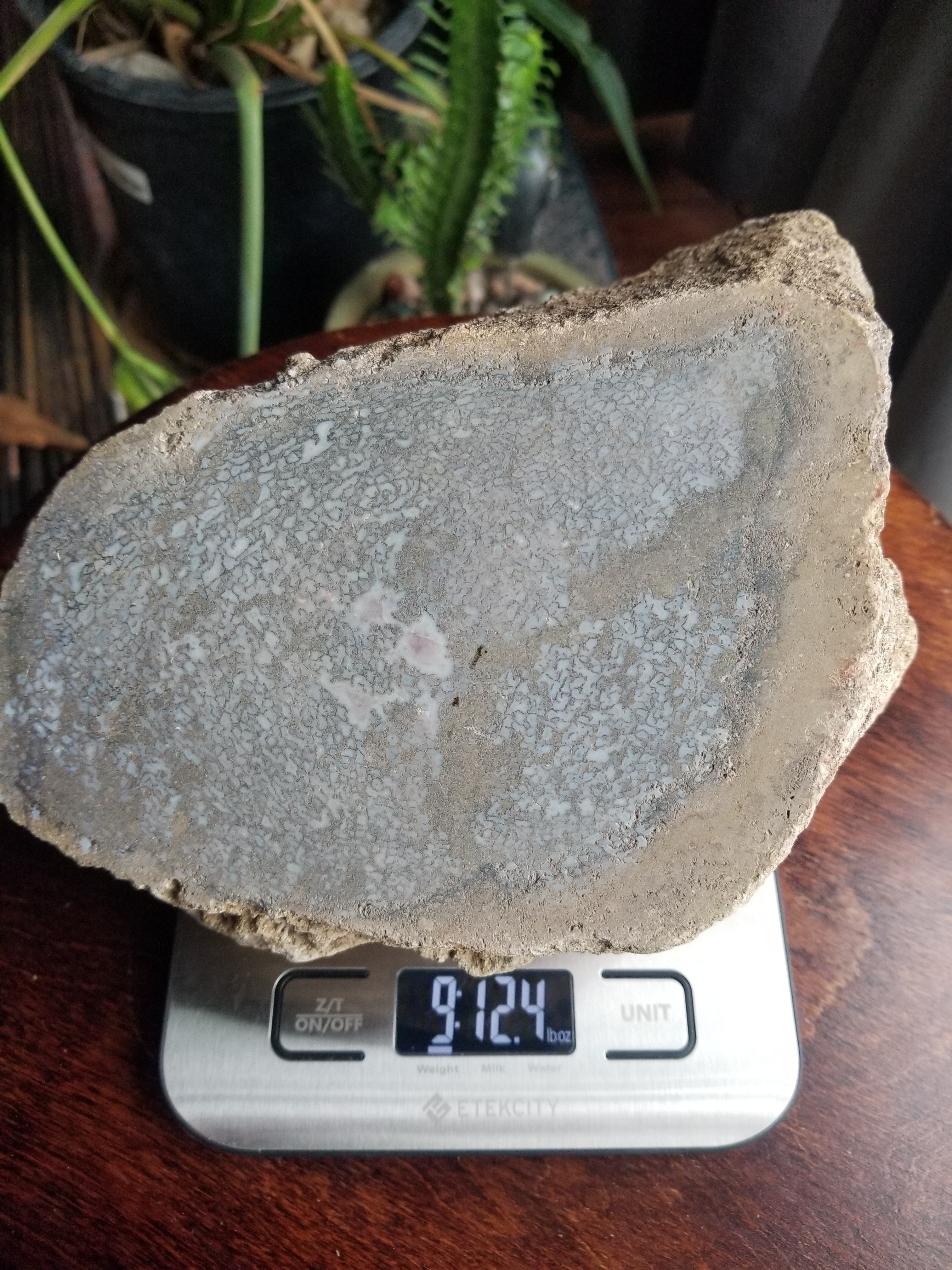 Beautiful Large Agatized Dinosaur Gem Bone Blue/White Multicolor Natural Specimen Rough/Unpolished 9.75Lb