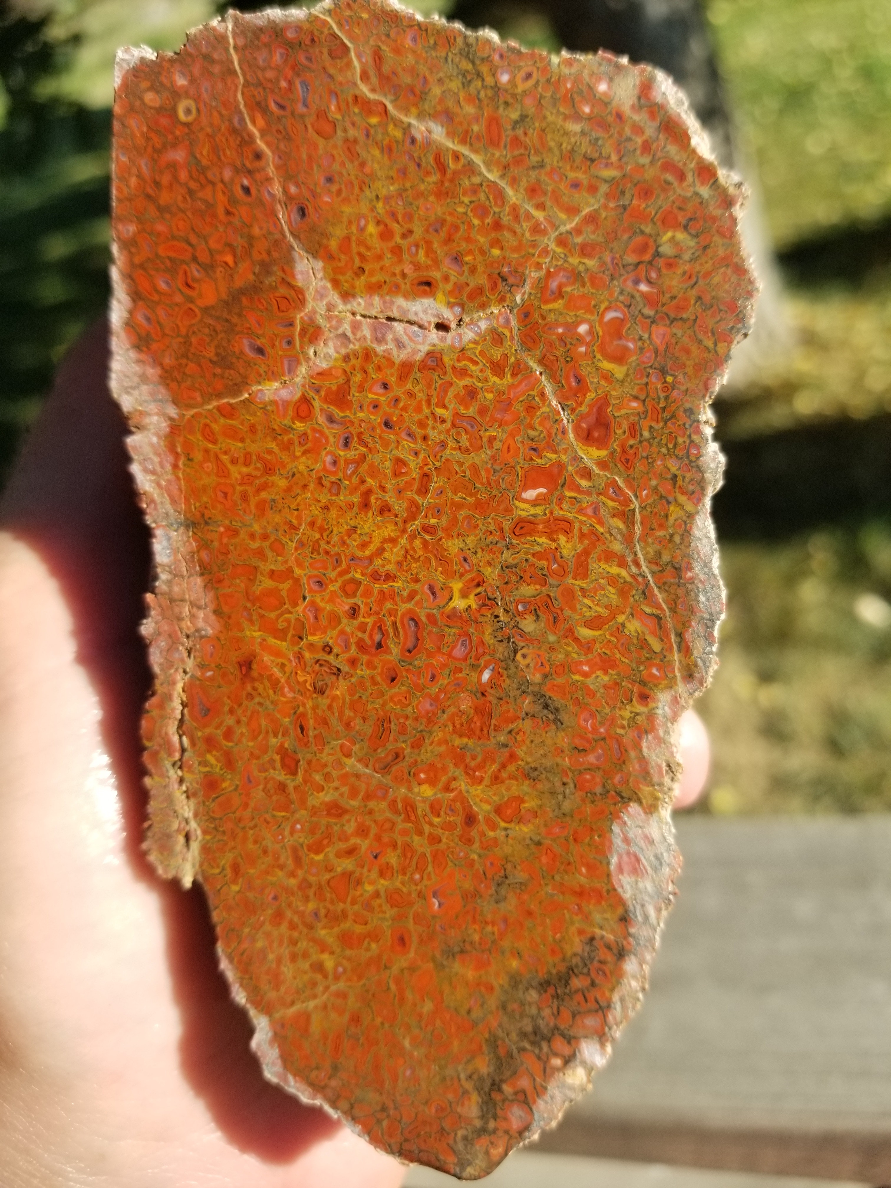 Beautiful Agatized Dinosaur Gem Bone Deep Red Natural Specimen Rough/Unpolished 773g