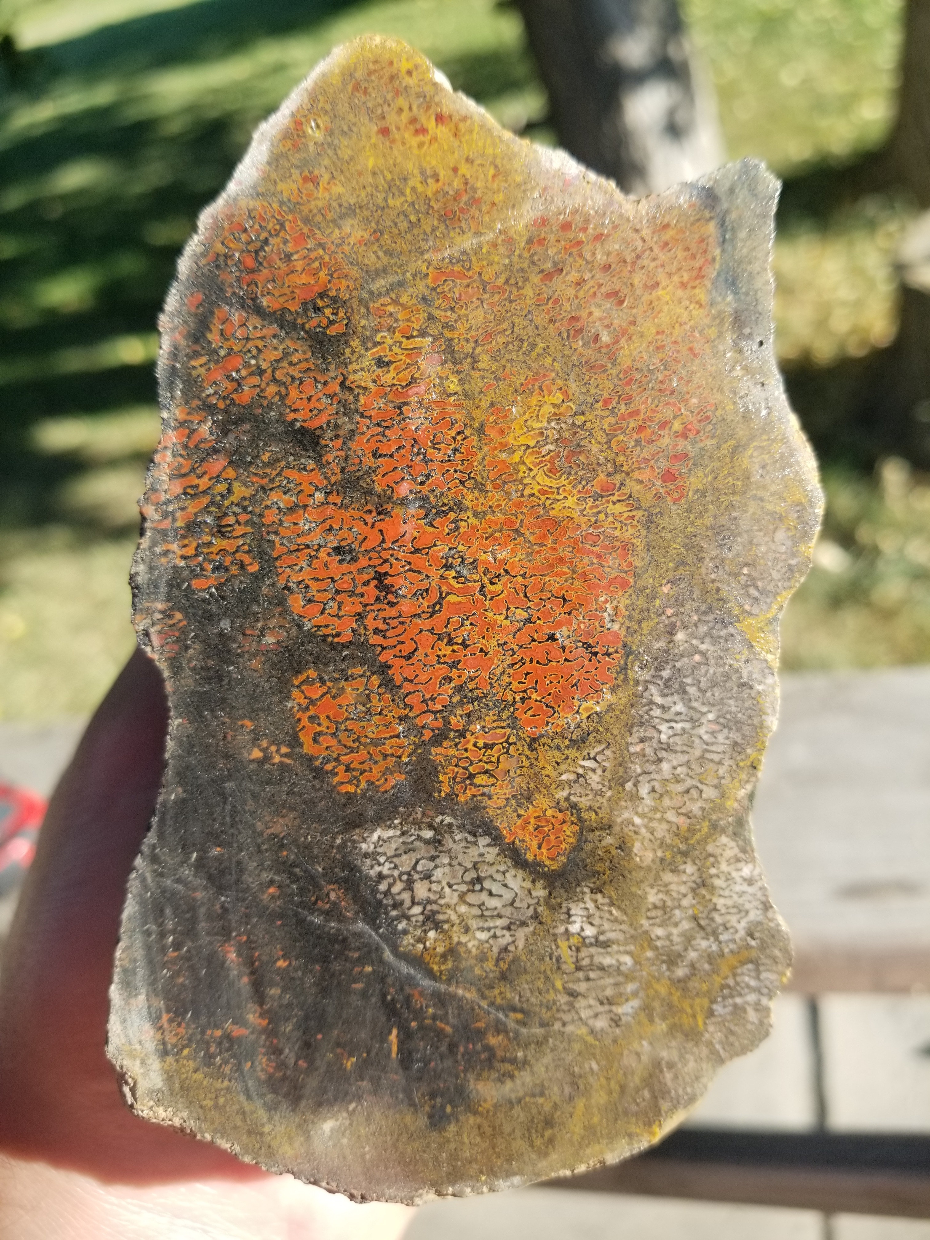 Beautiful Agatized Dinosaur Gem Bone Multicolor Natural Specimen Rough/Unpolished 1114g