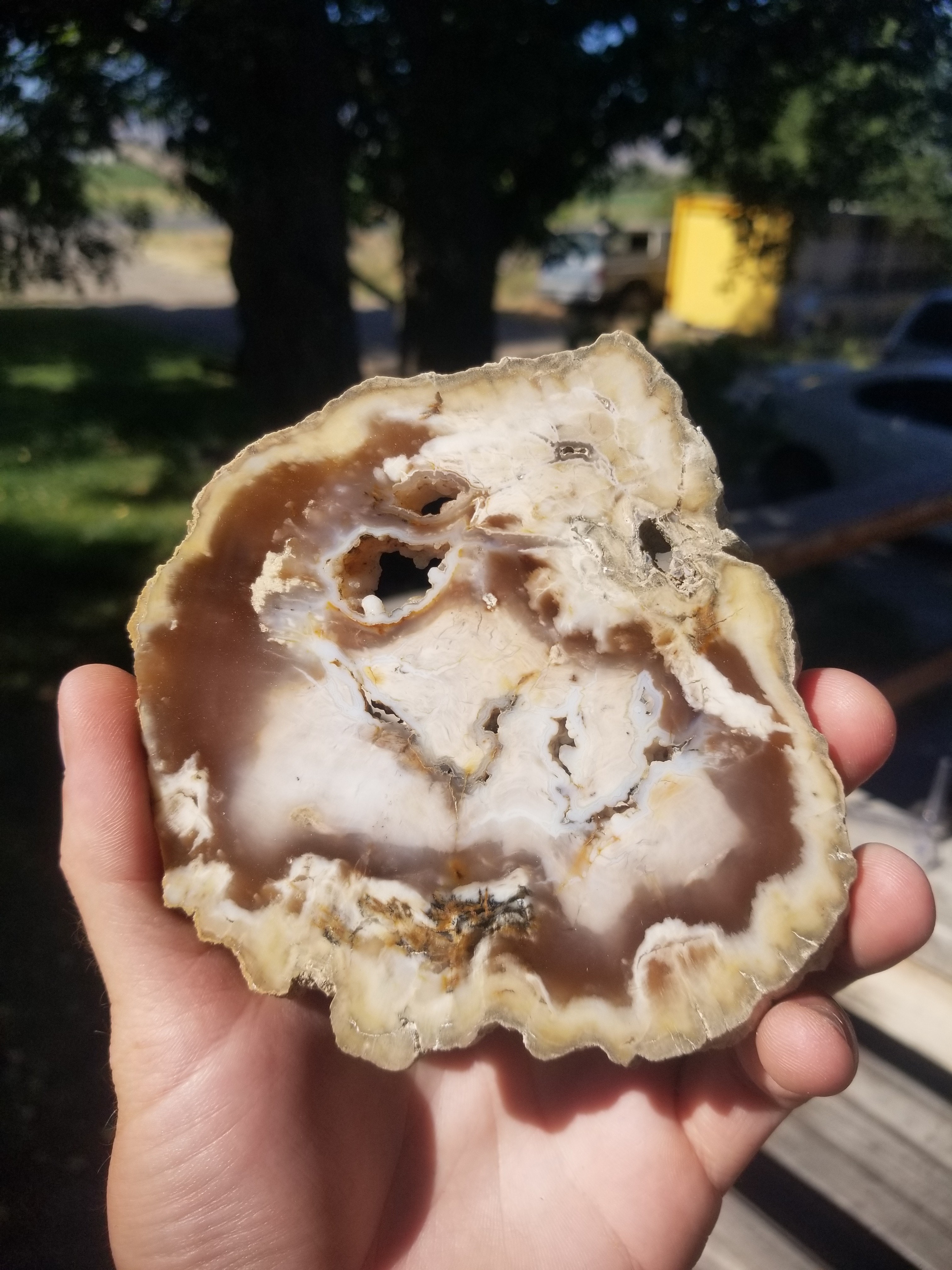 Beautiful Polished Bald Cypress Petrified Wood 4.5" Round Slab Washington Felt Backer Look