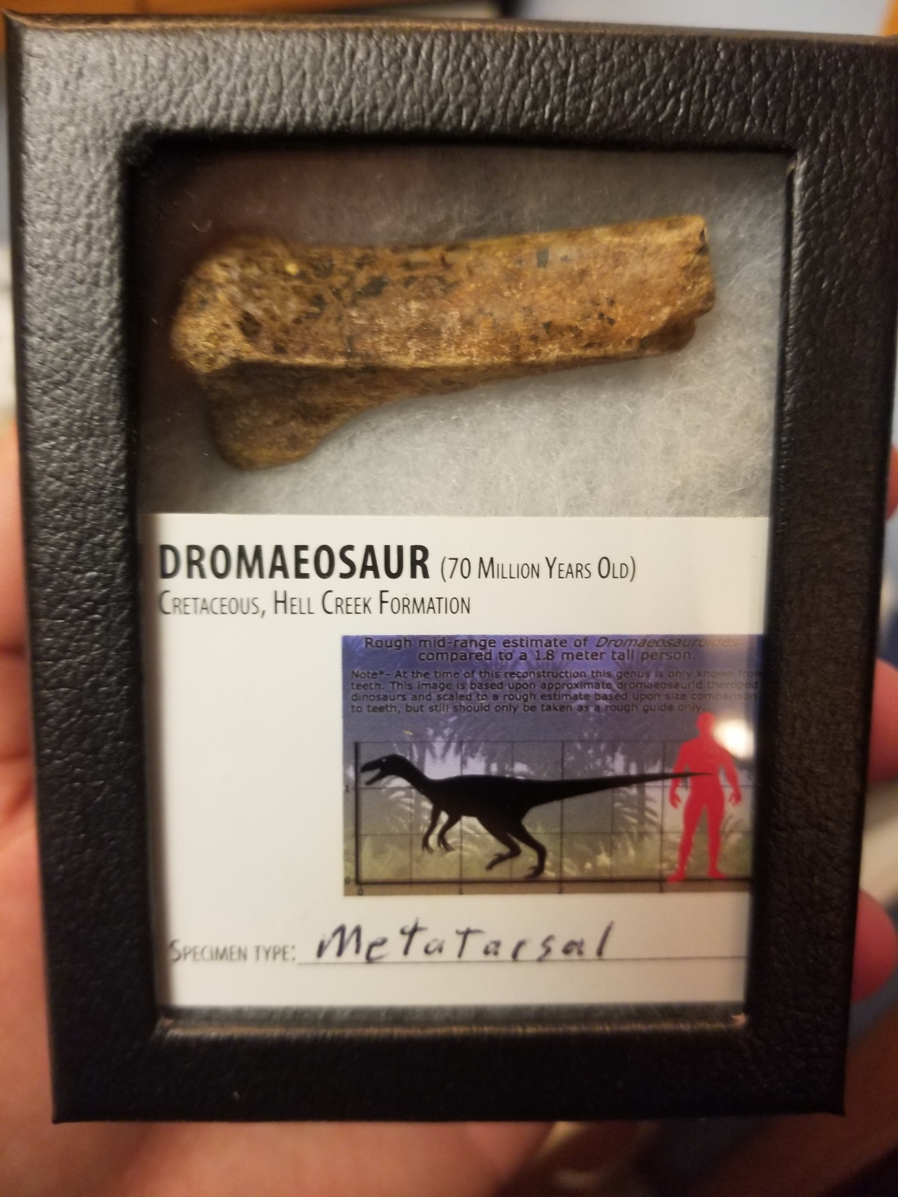 Beautiful Dromaeosaurus Raptor Metatarsal Section Fossil Specimen Hollow Bone Cretaceous Hell Creek MT