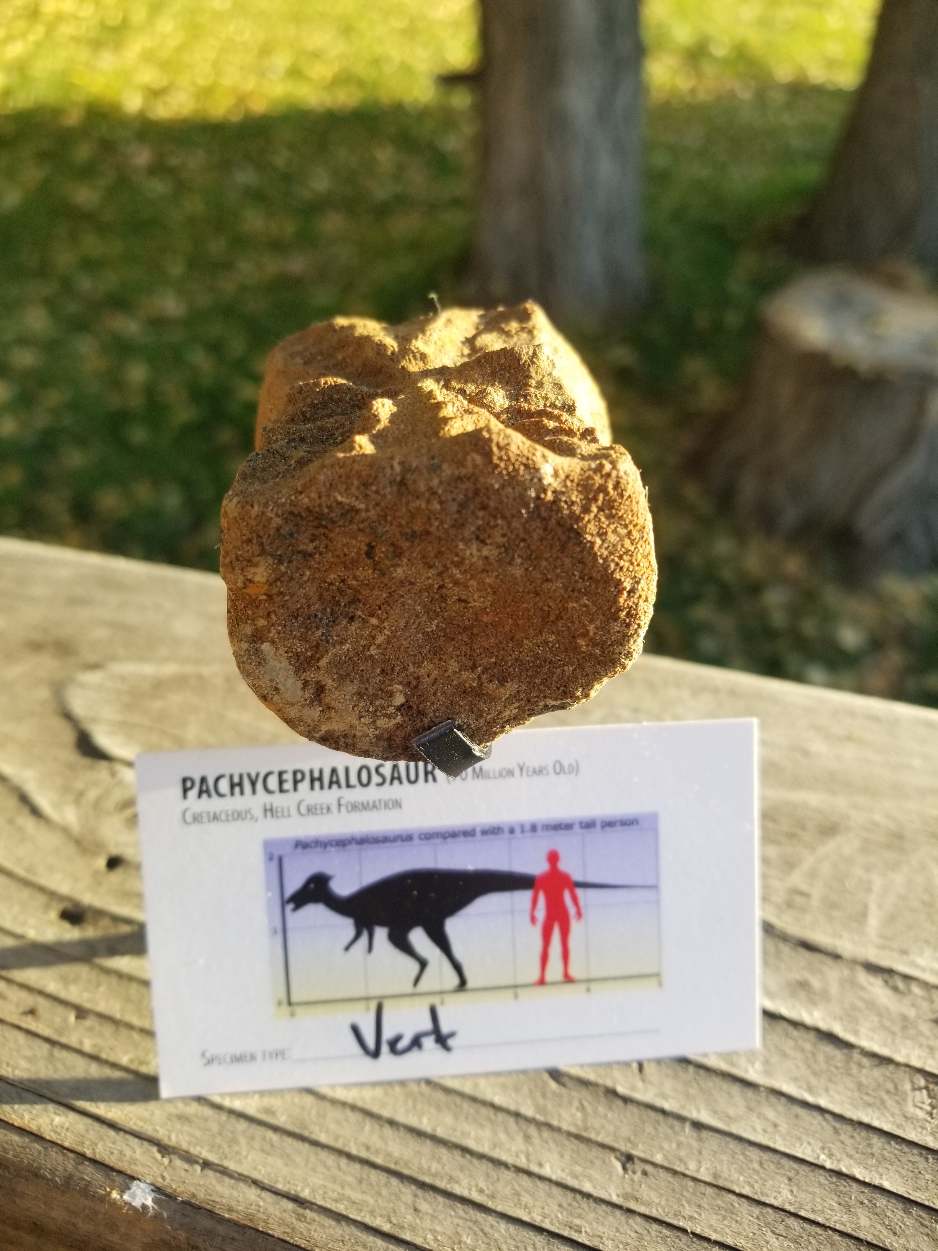 Beautiful Pachycephalosaurus "Hard Head" Vertebra Fossil Specimen Cretaceous Hell Creek MT
