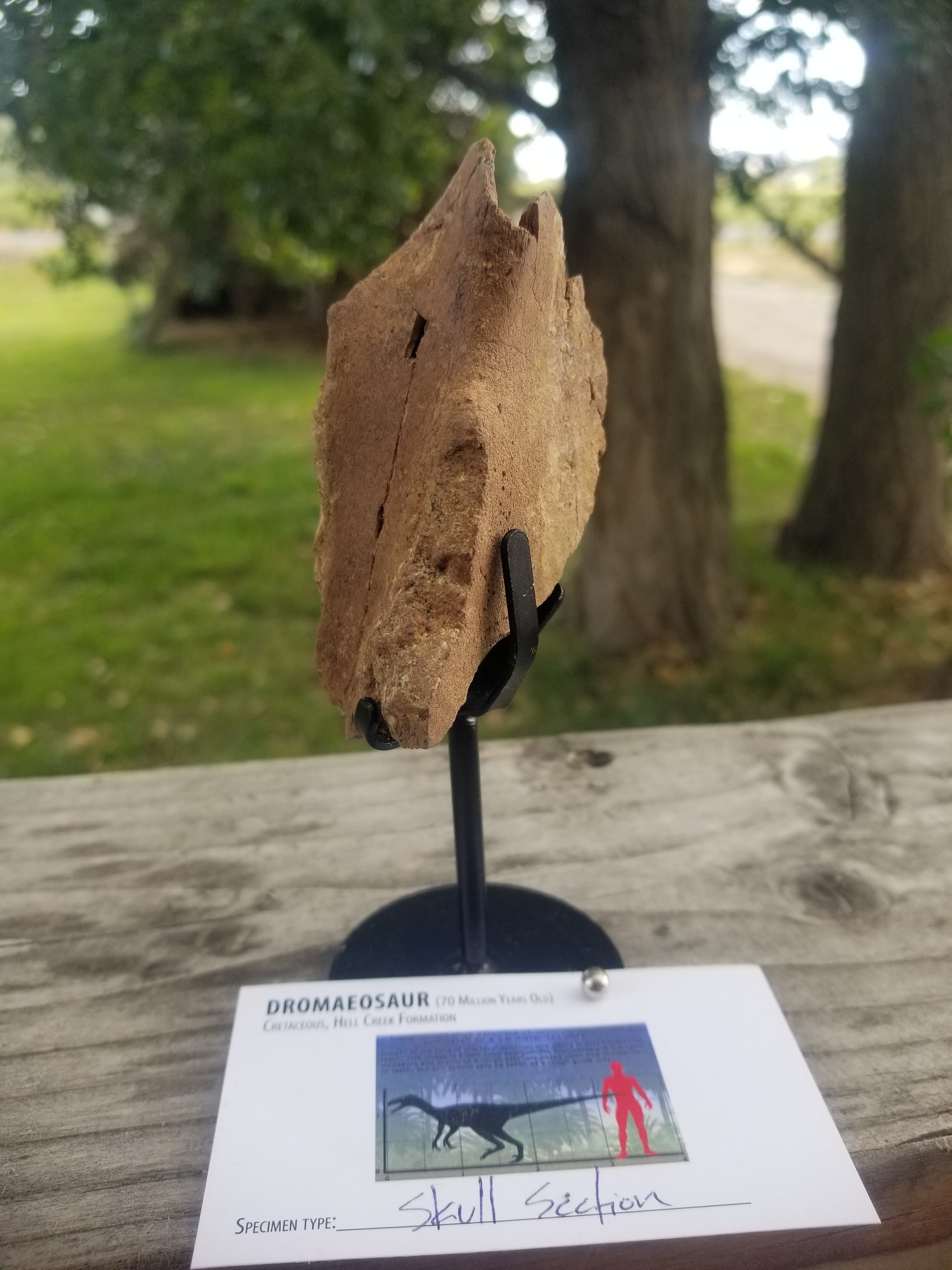 Dromaeosaurus Raptor Skull Section Fossil Specimen Cretaceous Hell Creek MT