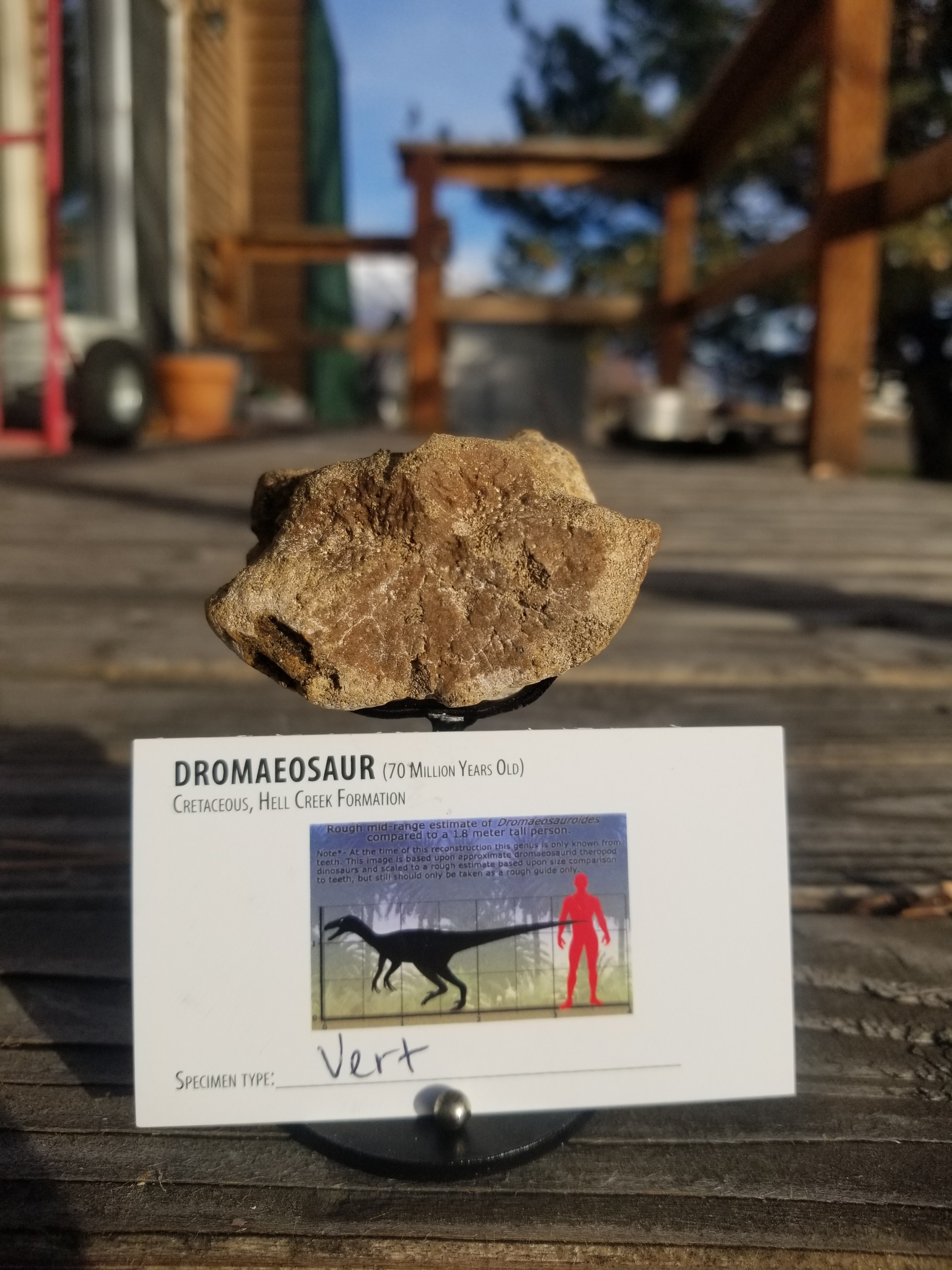 Beautiful Dromaeosaurus Raptor Vertebra Fossil Specimen Cretaceous Hell Creek MT