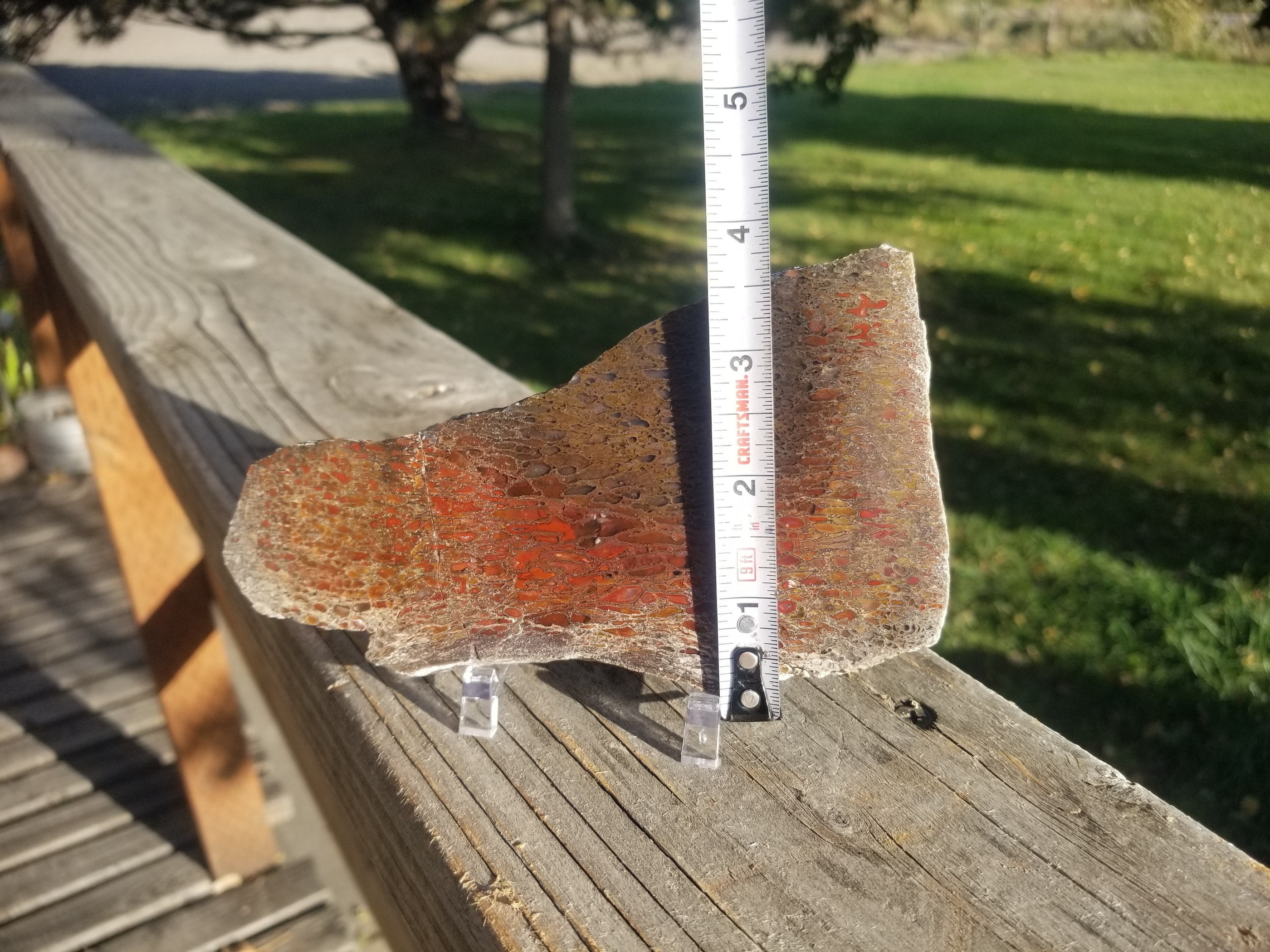 Beautiful Glassy Multicolor Polished Agatized Dinosaur Gem Bone Slab Large Cell Jurassic Morrison, CO