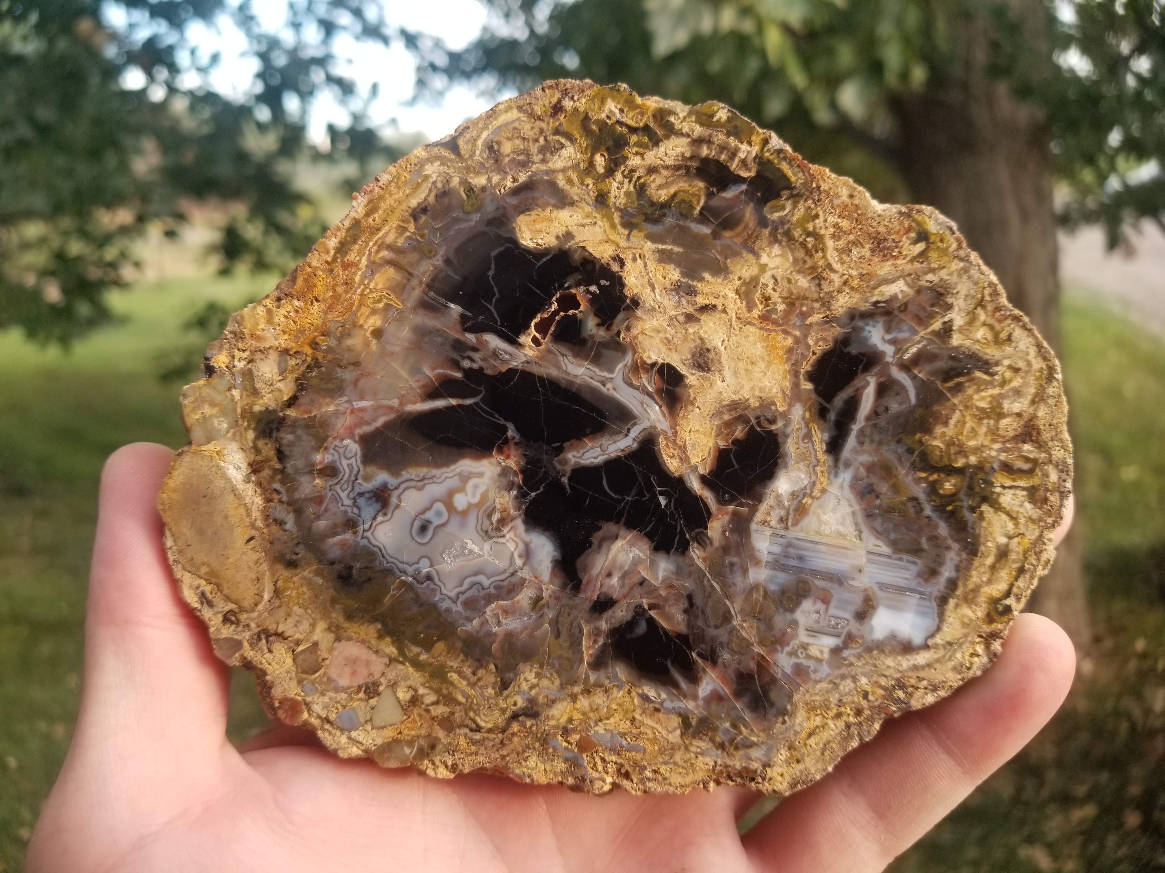 Beautiful Henry Mountains Polished Petrified Wood Round Slab Specimen Water Lines Fortification - Morrison Form, Southern UT