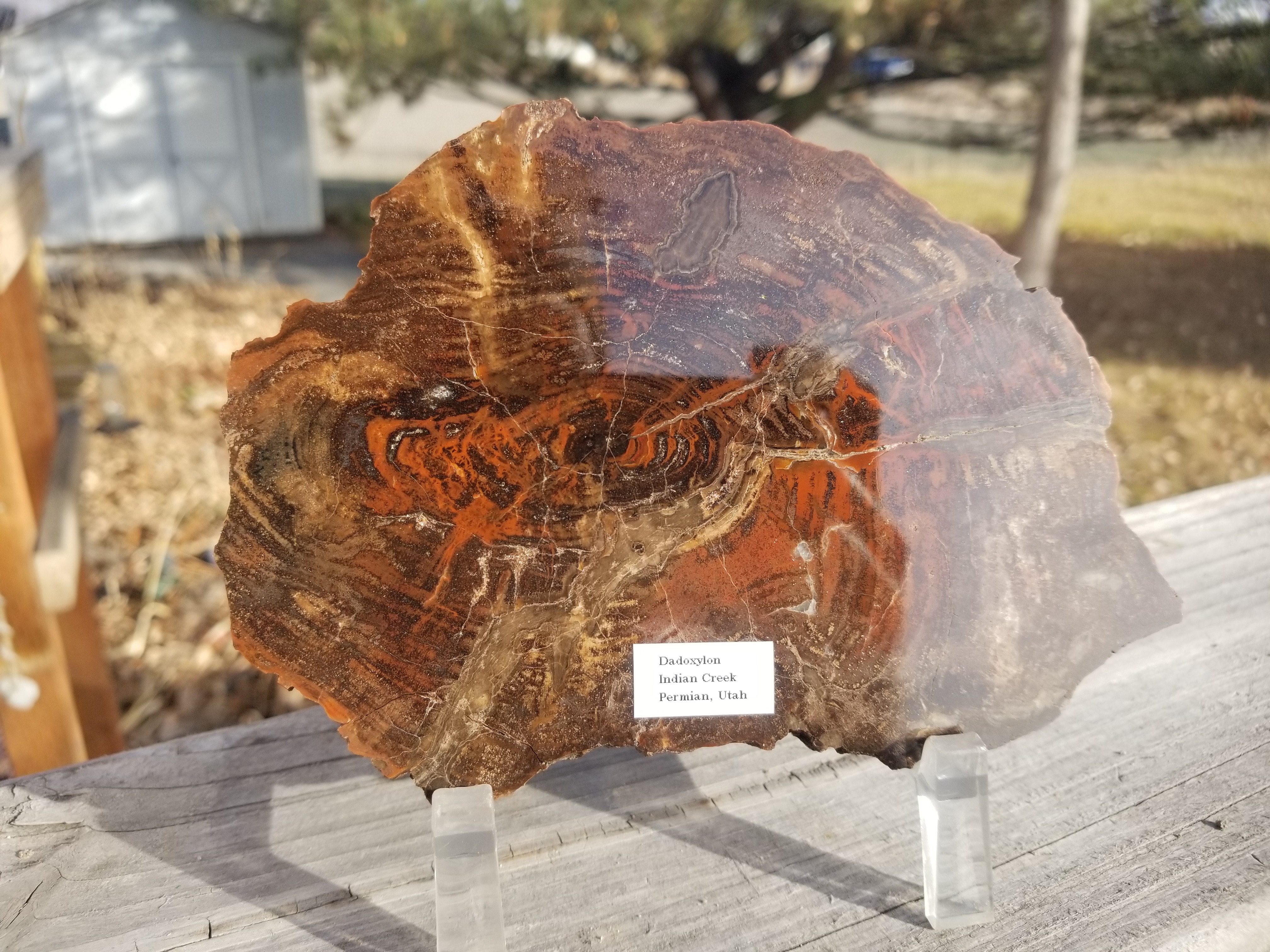 Beautiful Rare Indian Creek UT Polished Petrified Wood Round Dadoxylon Permian 6"x4"