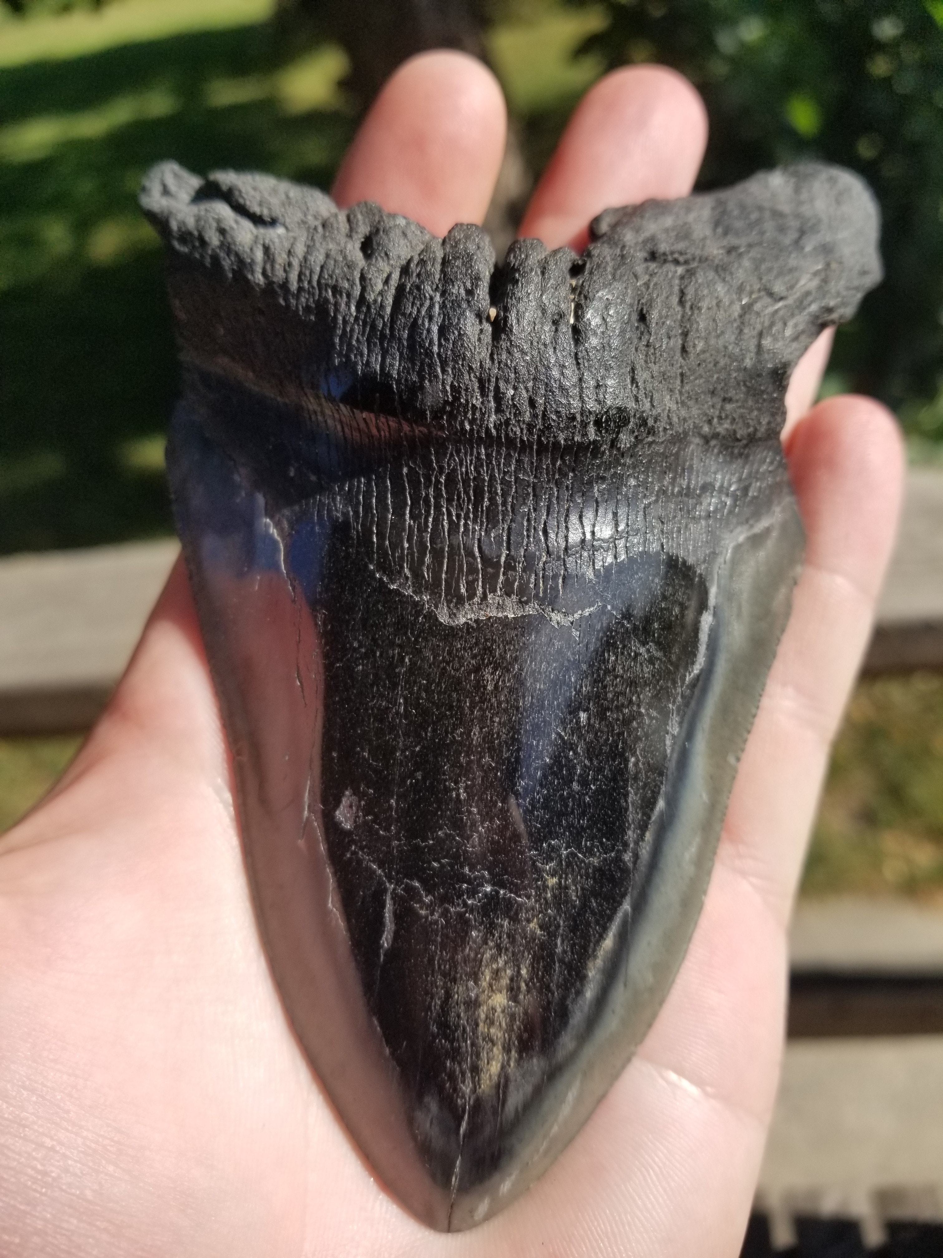 Beautiful Large 5" Megalodon Tooth Fossil Natural East Coast U.S. 230g