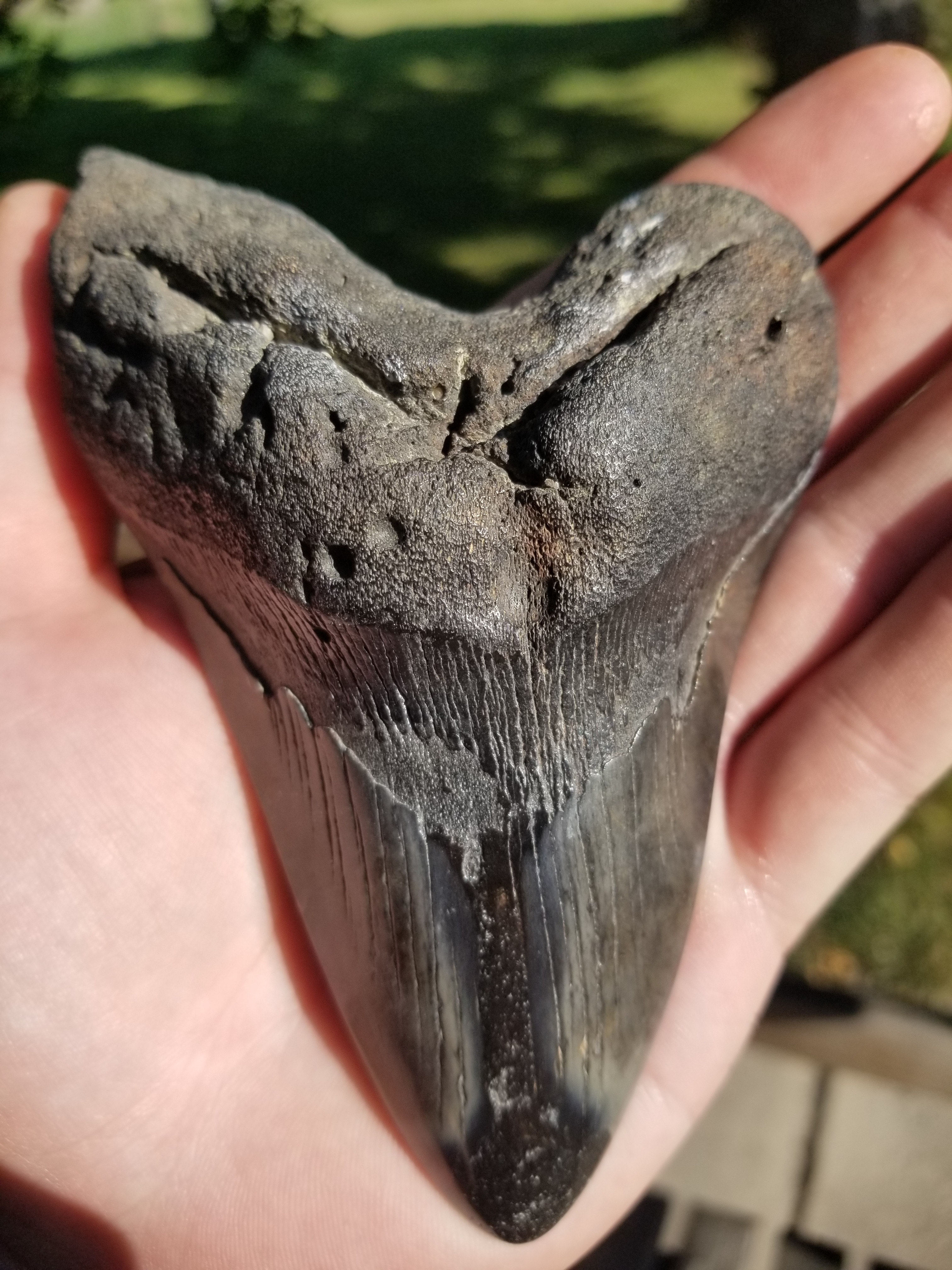 Beautiful Large 5" Megalodon Tooth Fossil Natural East Coast U.S. 286g