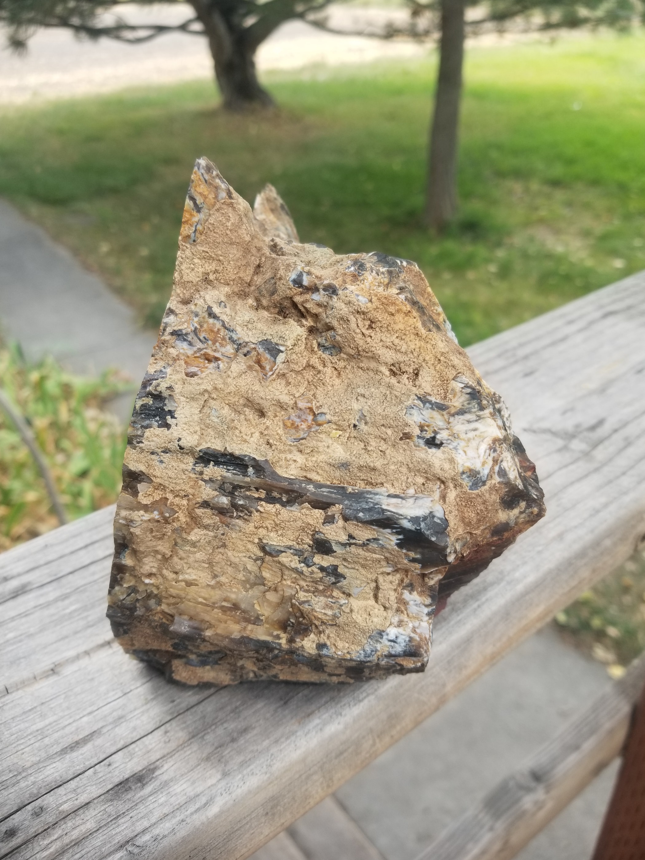 Beautiful Large Hubbard Basin Polished Petrified Wood Round Display Miocene NV 10x7"