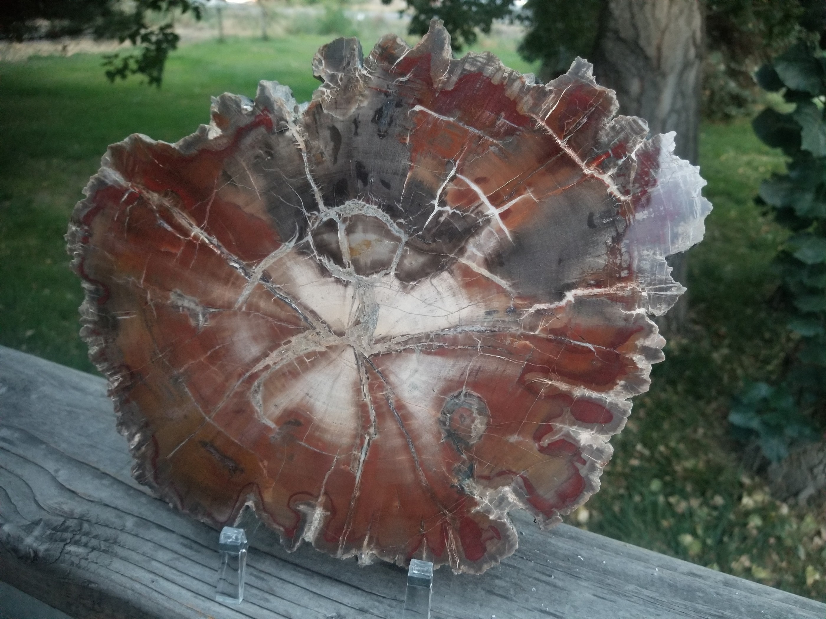 Beautiful Large Polished Boulder Mountain UT Petrified Wood Round 11x8" 3Lb