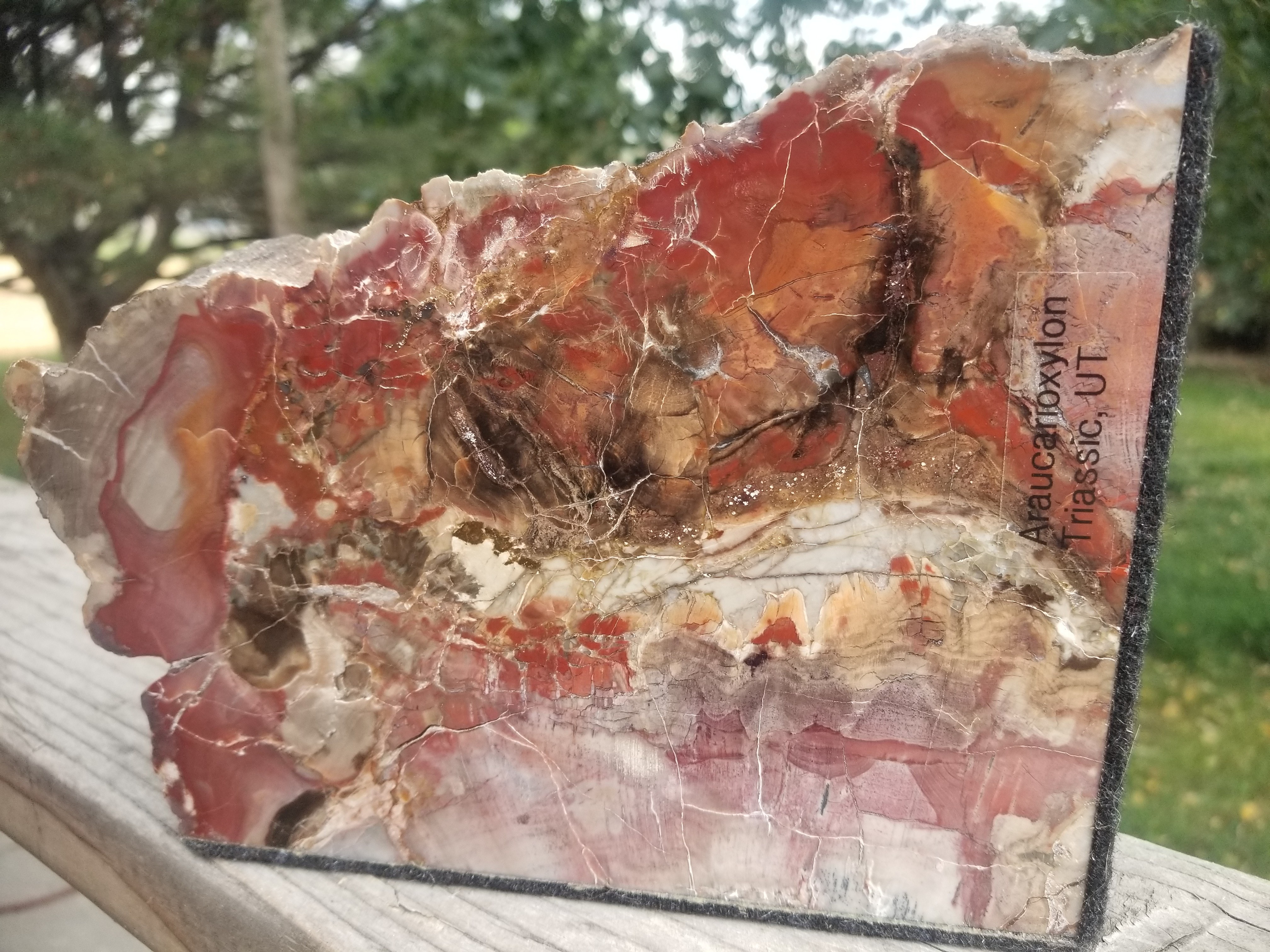 Beautiful Large Polished Boulder Mountain UT Petrified Wood Araucarioxylon Upright/Bookend 8x6" 5.7Lb