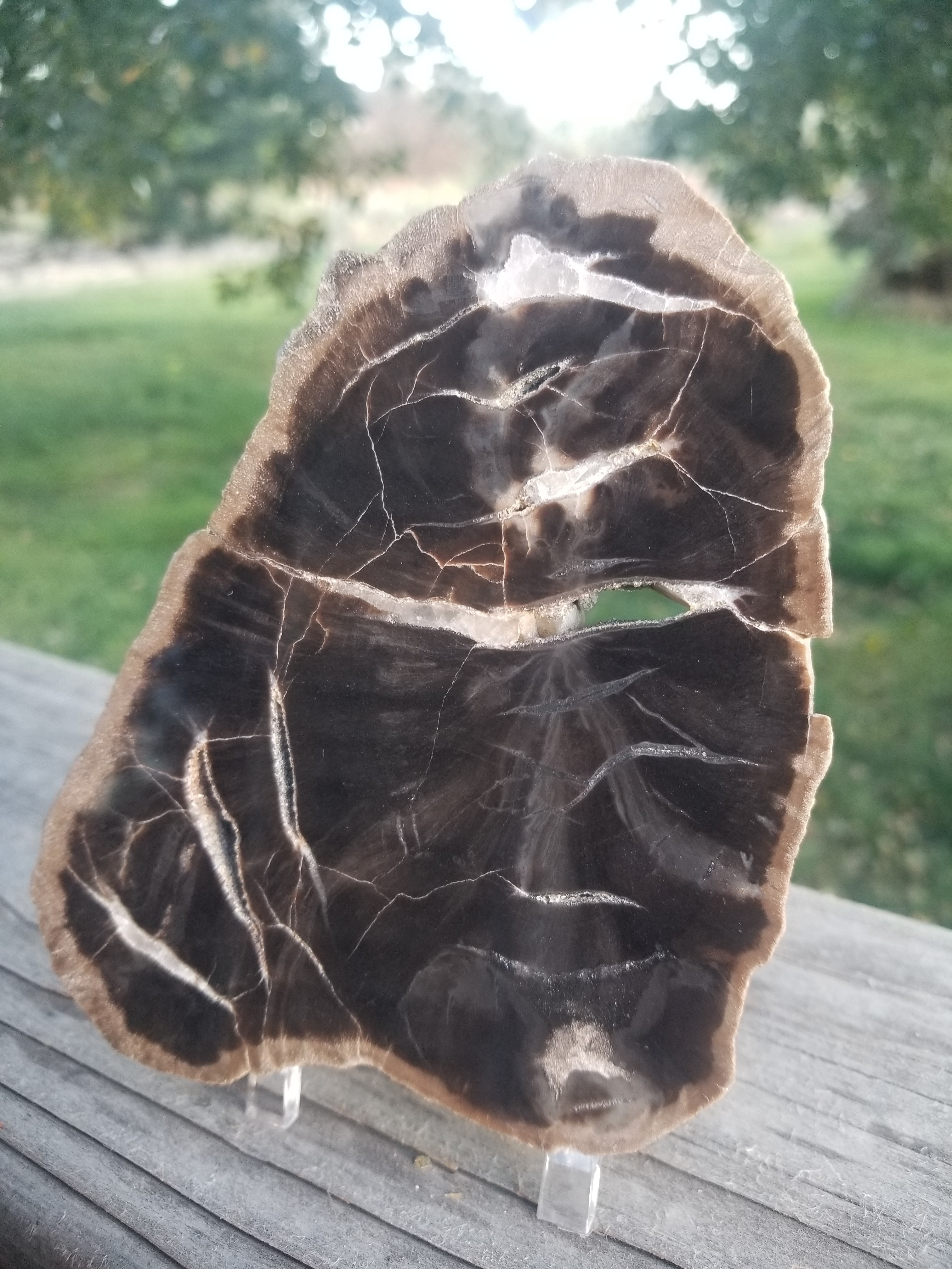 Beautiful Woodworthia Polished Petrified Wood Round Display Triassic 5.5"x4" Arizona