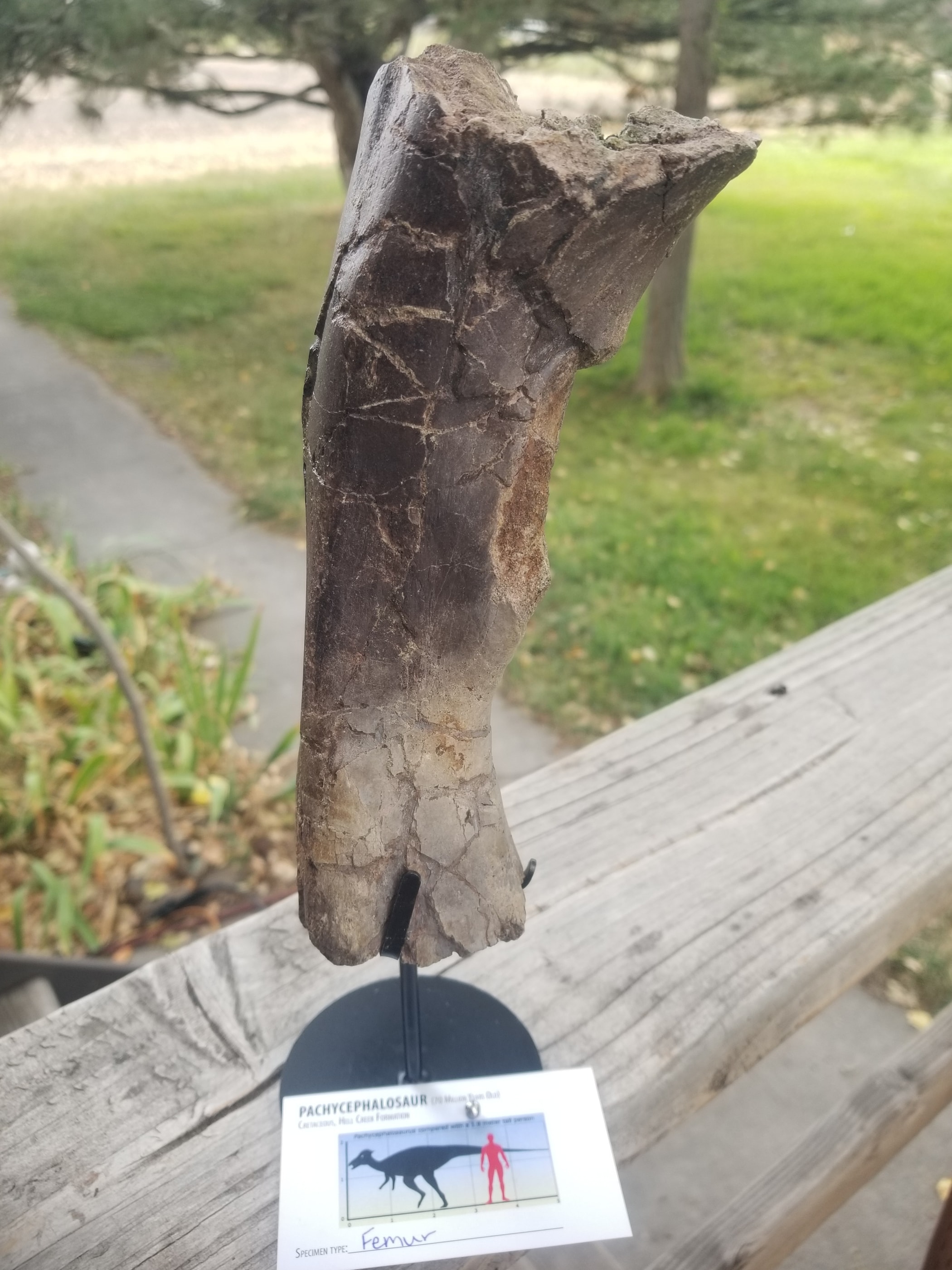 Beautiful Pachycephalosaurus "Hard Head" Femur Section Fossil Specimen Cretaceous Hell Creek MT