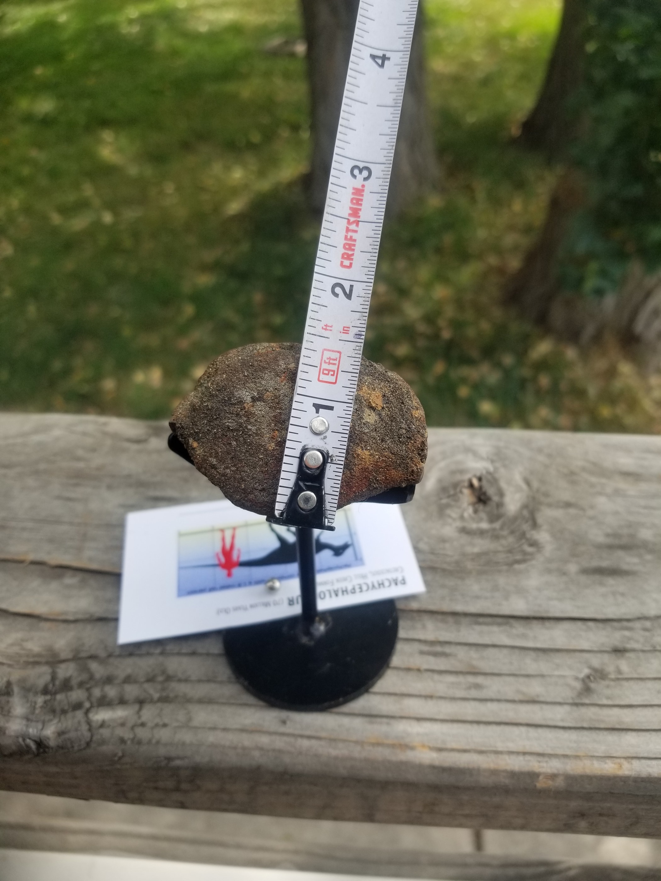 Beautiful Pachycephalosaurus "Hard Head" Vertebra Fossil Specimen Cretaceous Hell Creek MT