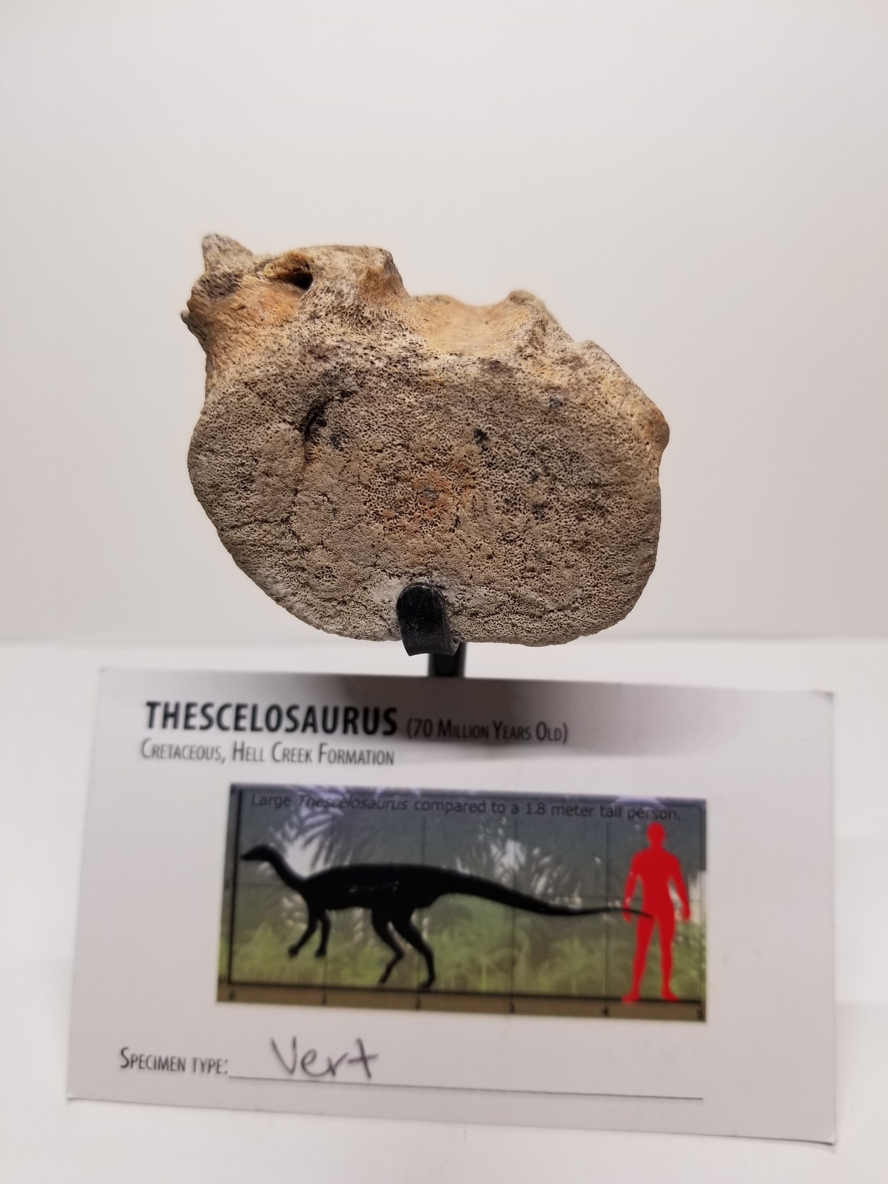 Beautiful Thescelosaurus "Wonderful Lizard" Vertebra Fossil Specimen Cretaceous Hell Creek MT