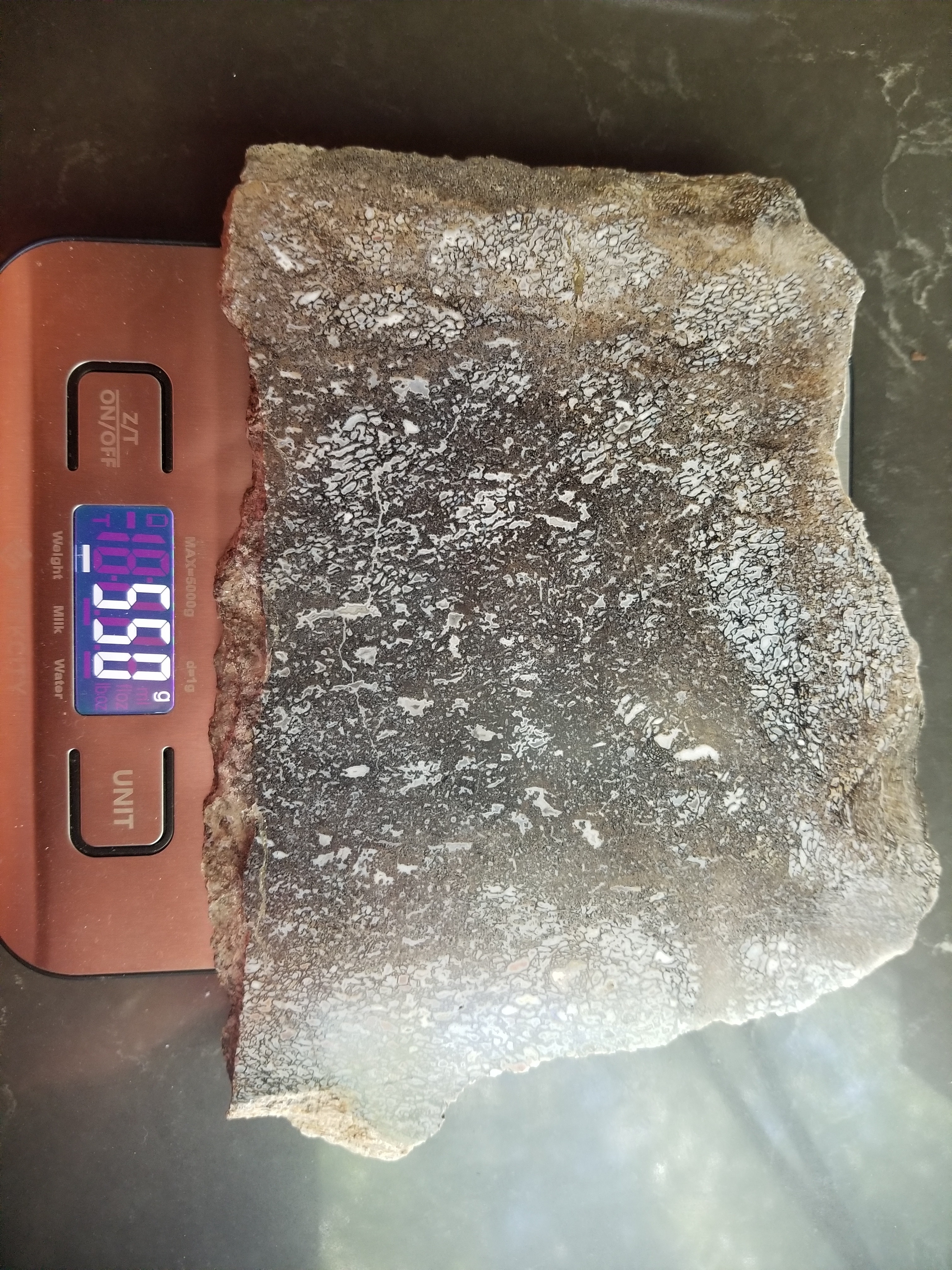 Beautiful Polished Agatized Dinosaur Gem Bone Slab 7.5x5.5" - 550g Jurassic Morrison, CO