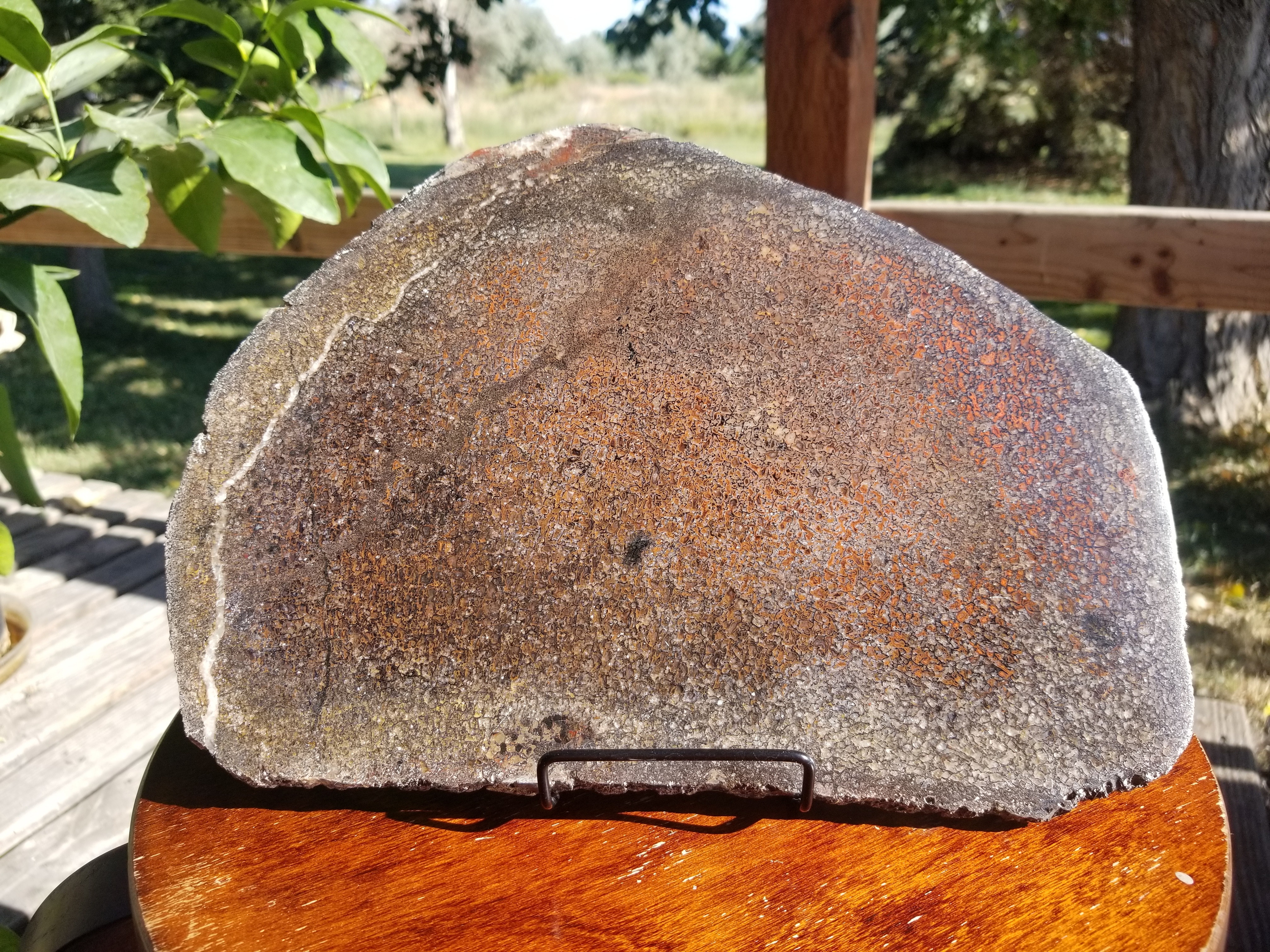 Beautiful Polished Agatized Dinosaur Gem Bone Slab 11.8.5" - 1021g Jurassic Morrison, CO