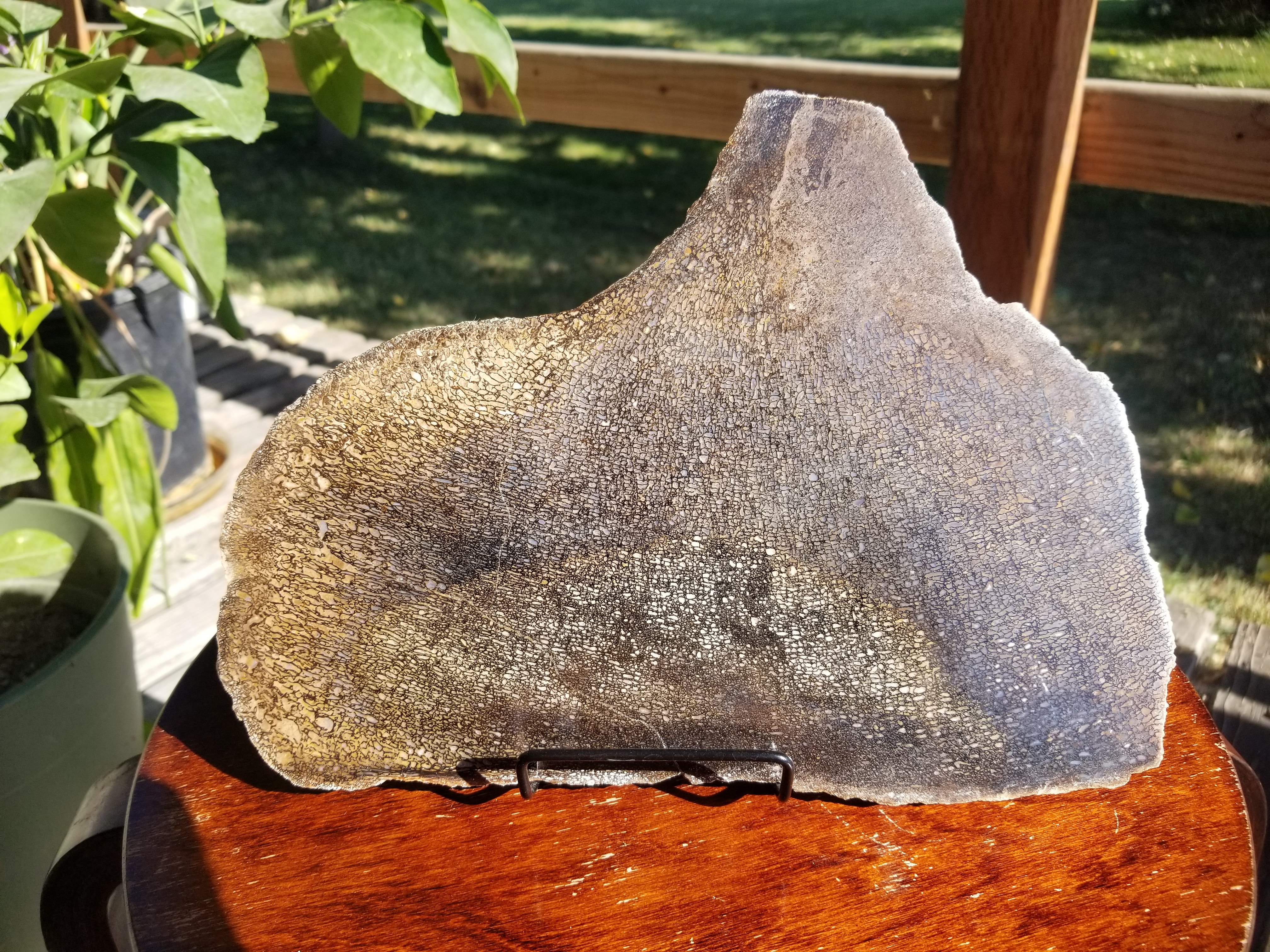 Beautiful Polished Agatized Dinosaur Gem Bone Slab 10x7" - 826g Jurassic Morrison, CO