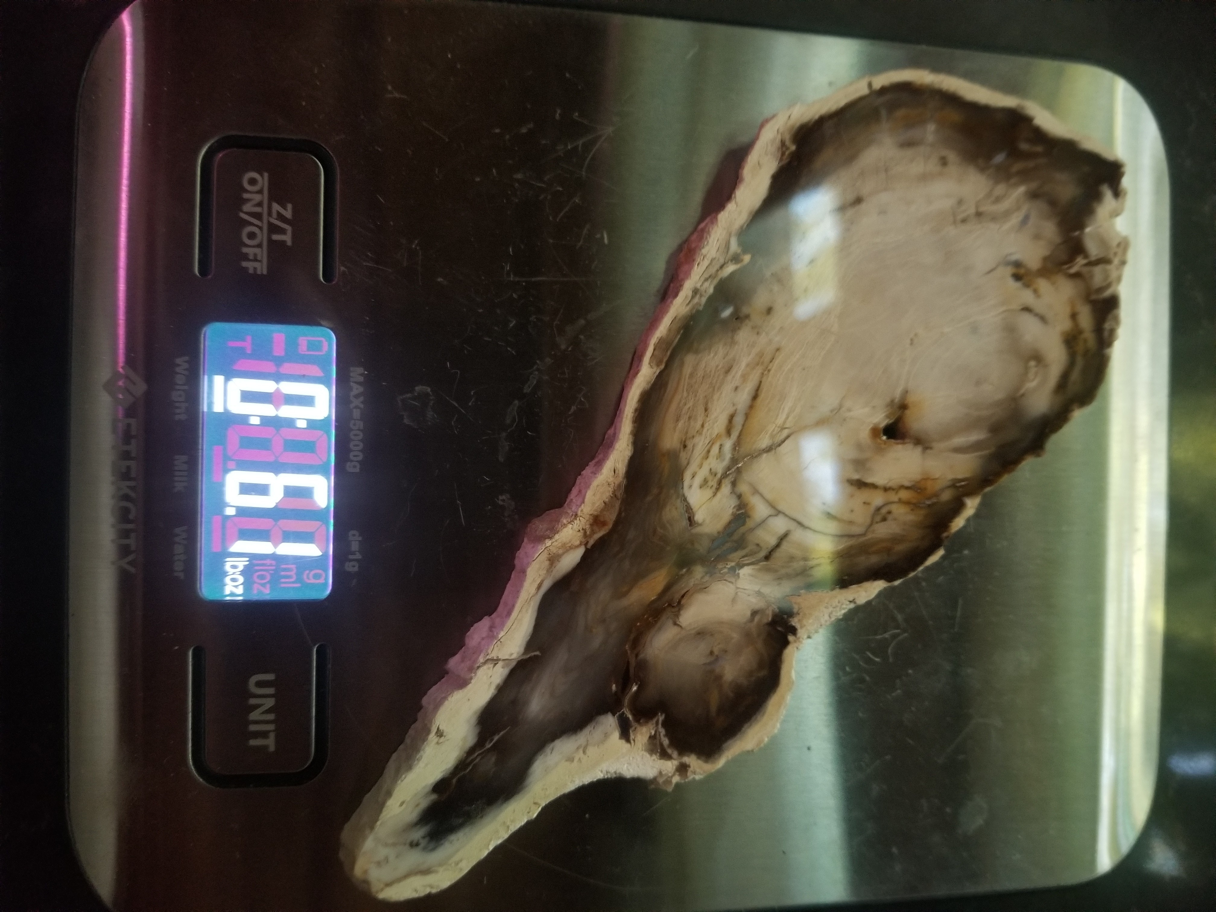 Beautiful Polished Bald Cypress Petrified Wood 6x2.5" Round Slab Washington Felt Backer Look